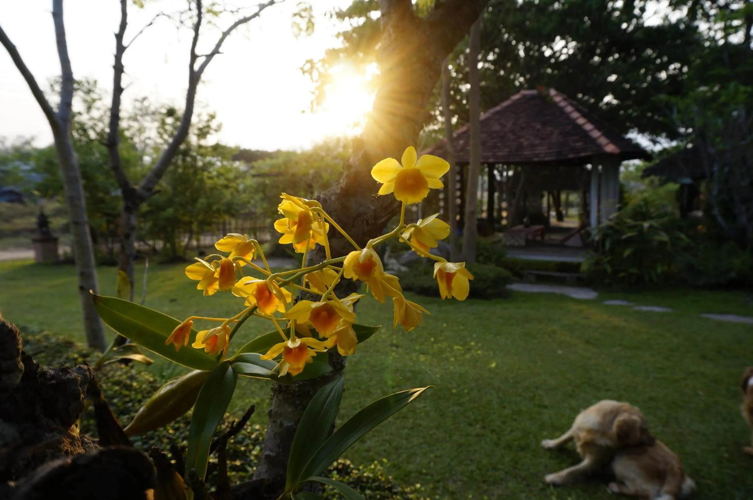 Garden in Bannamhoo Bungalows