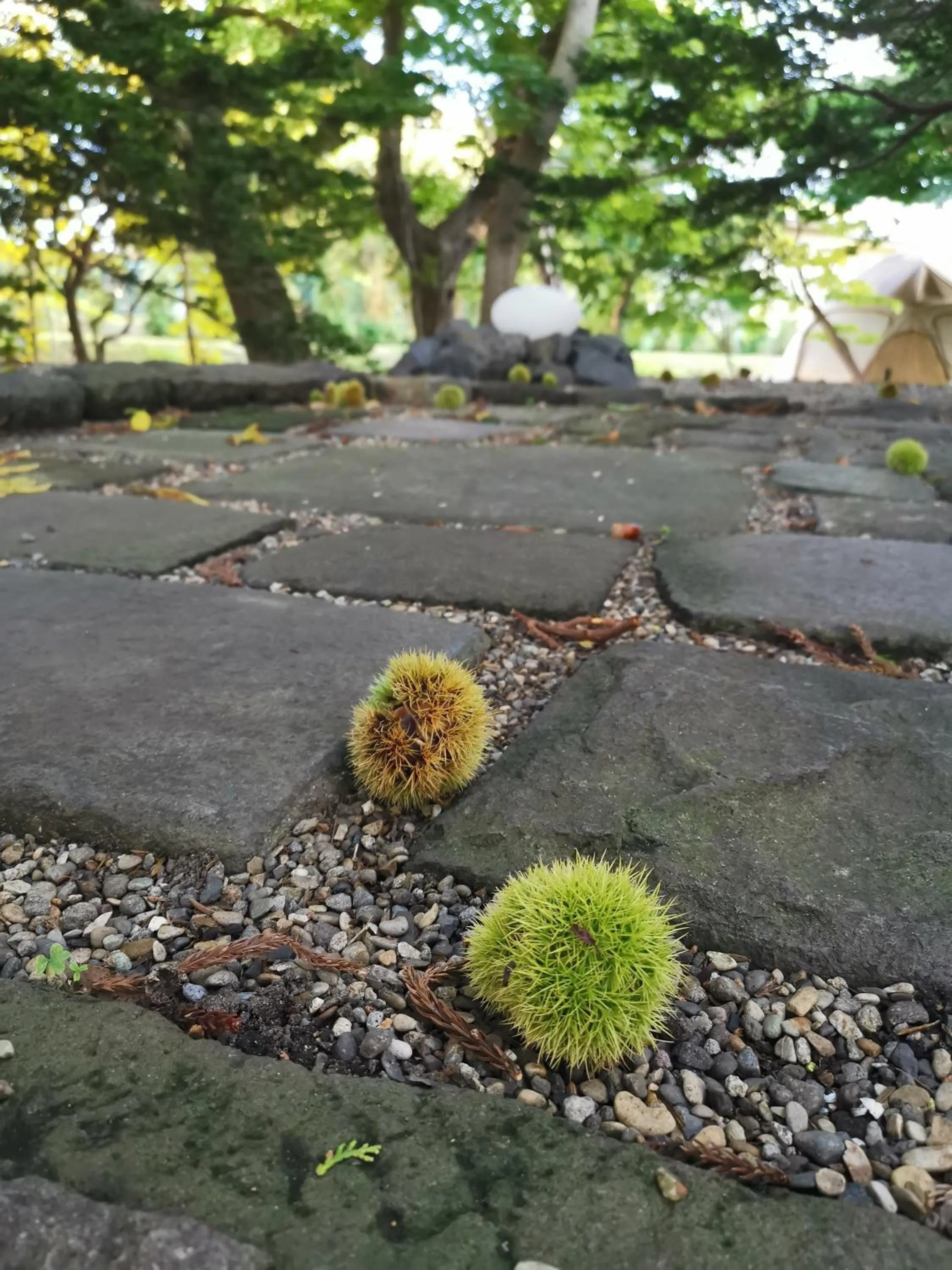 Autumn in La Cachette