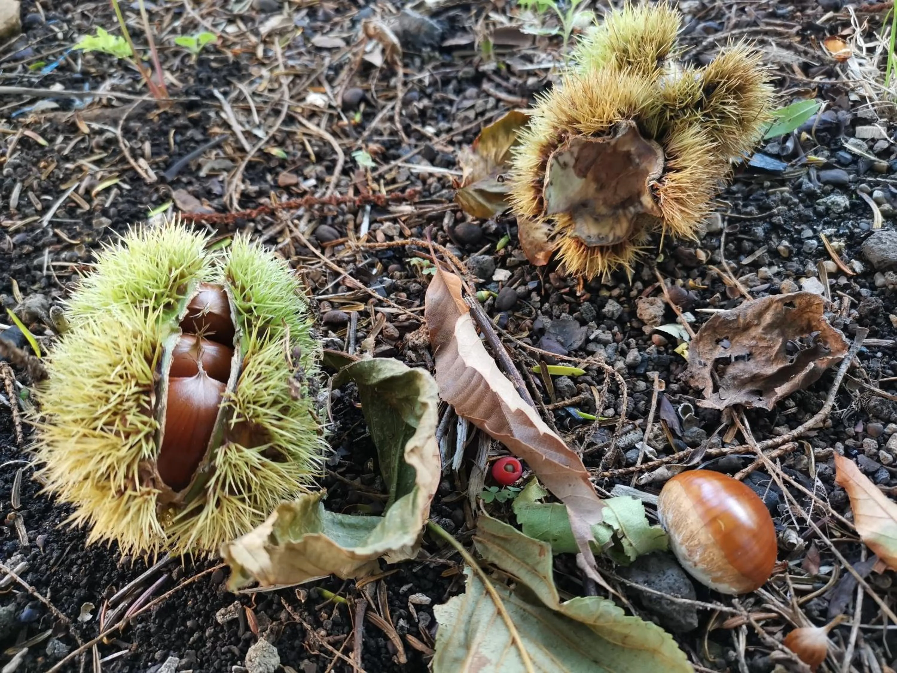 Autumn in La Cachette
