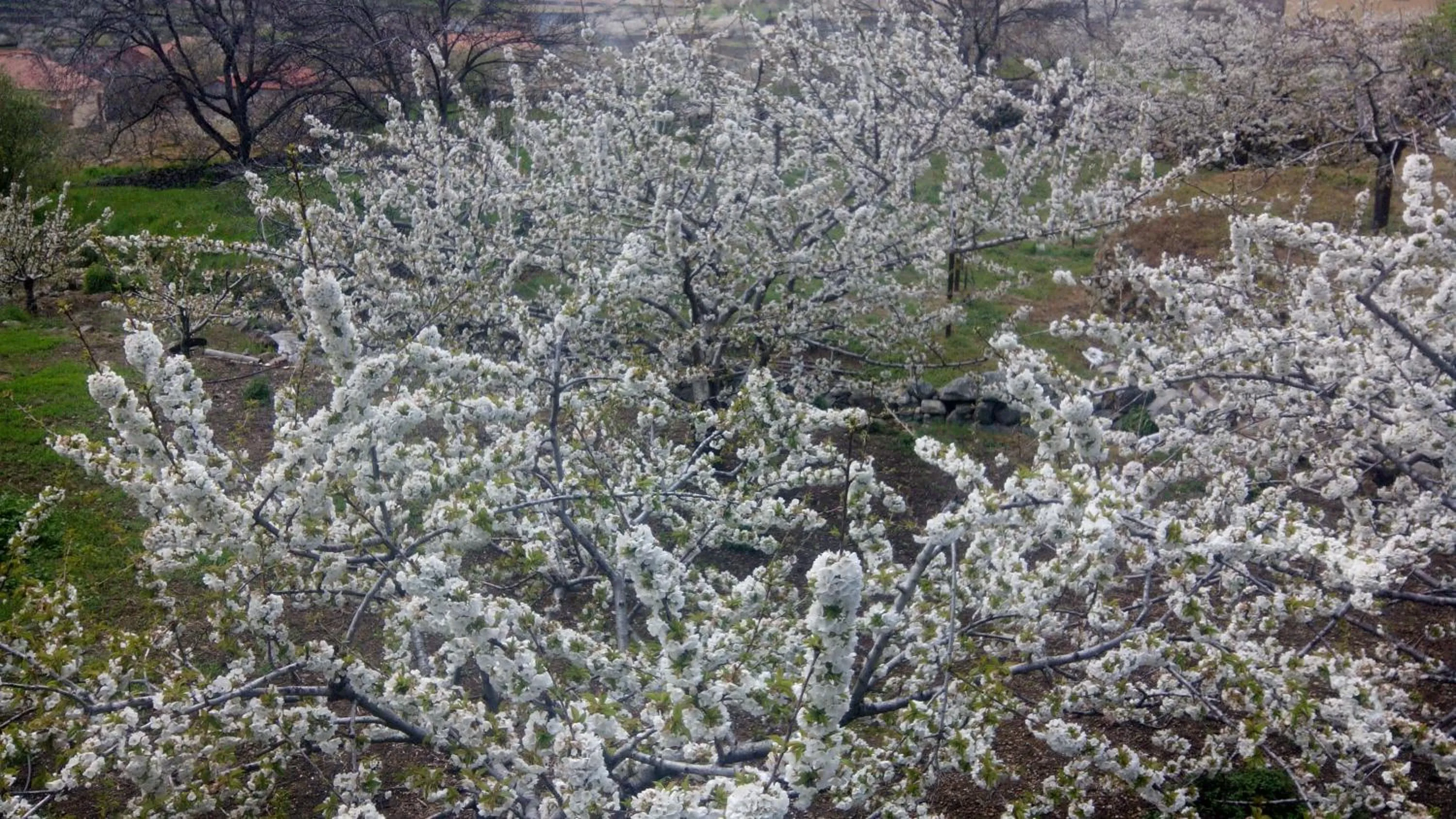 Other in Antigua Posada, Valle del Jerte