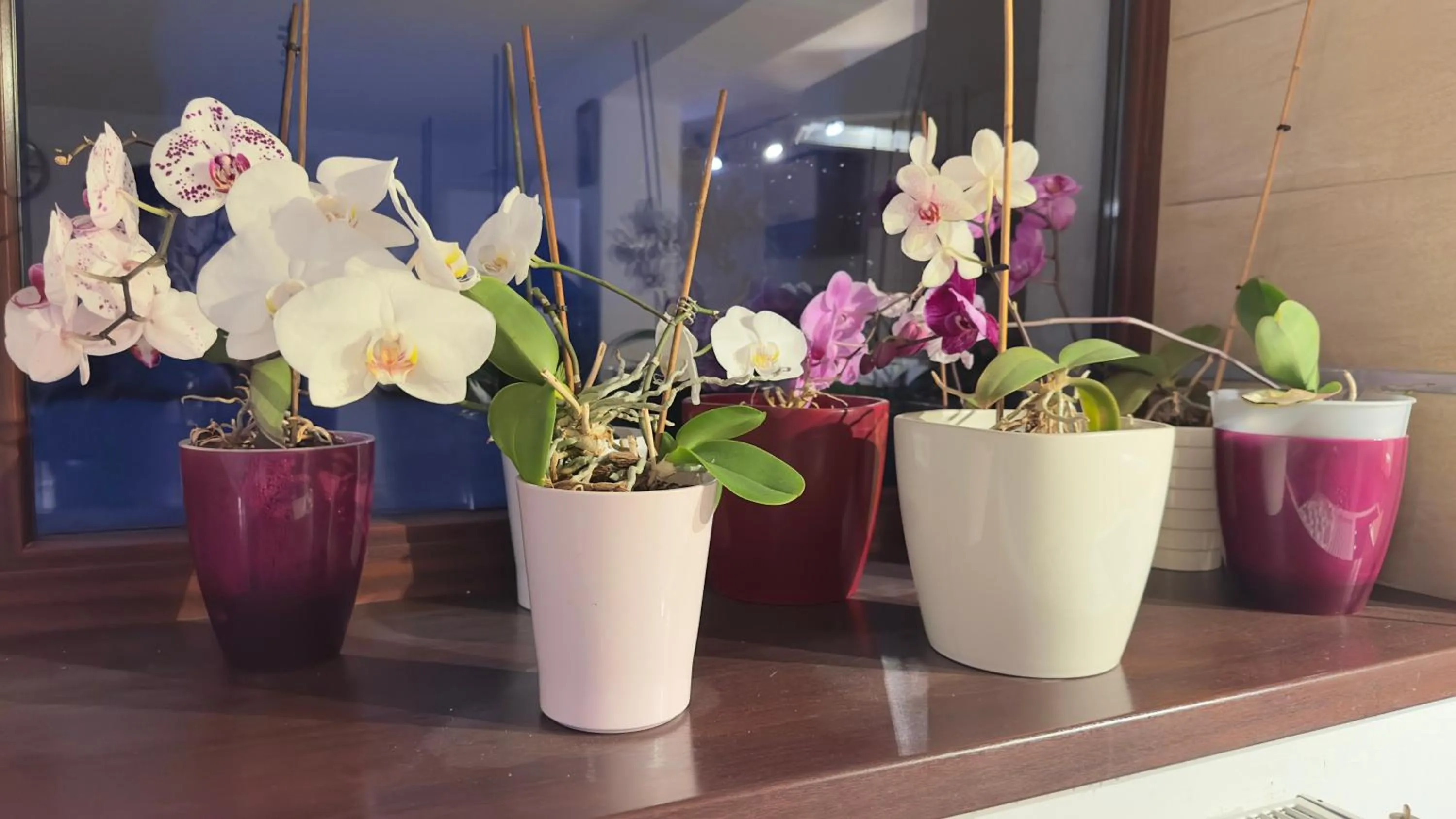 Pensiunea Bergwald Rasnov Brasov by BuySellRent