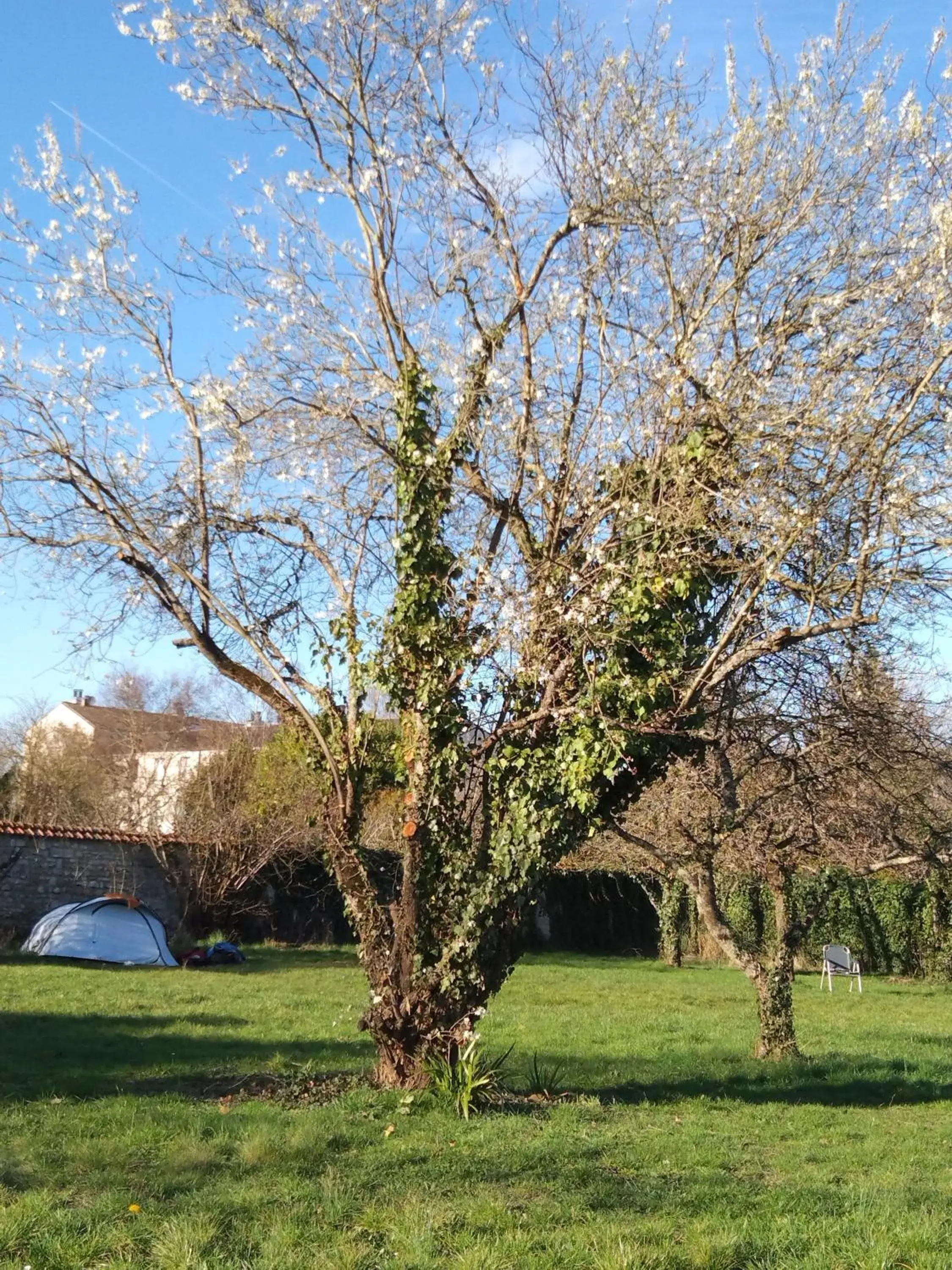 Tent - single occupancy in Fontaineblhostel hostel & camping near Fontainebleau Tent - single occupancy in Fontaineblhostel hostel & camping near Fontainebleau