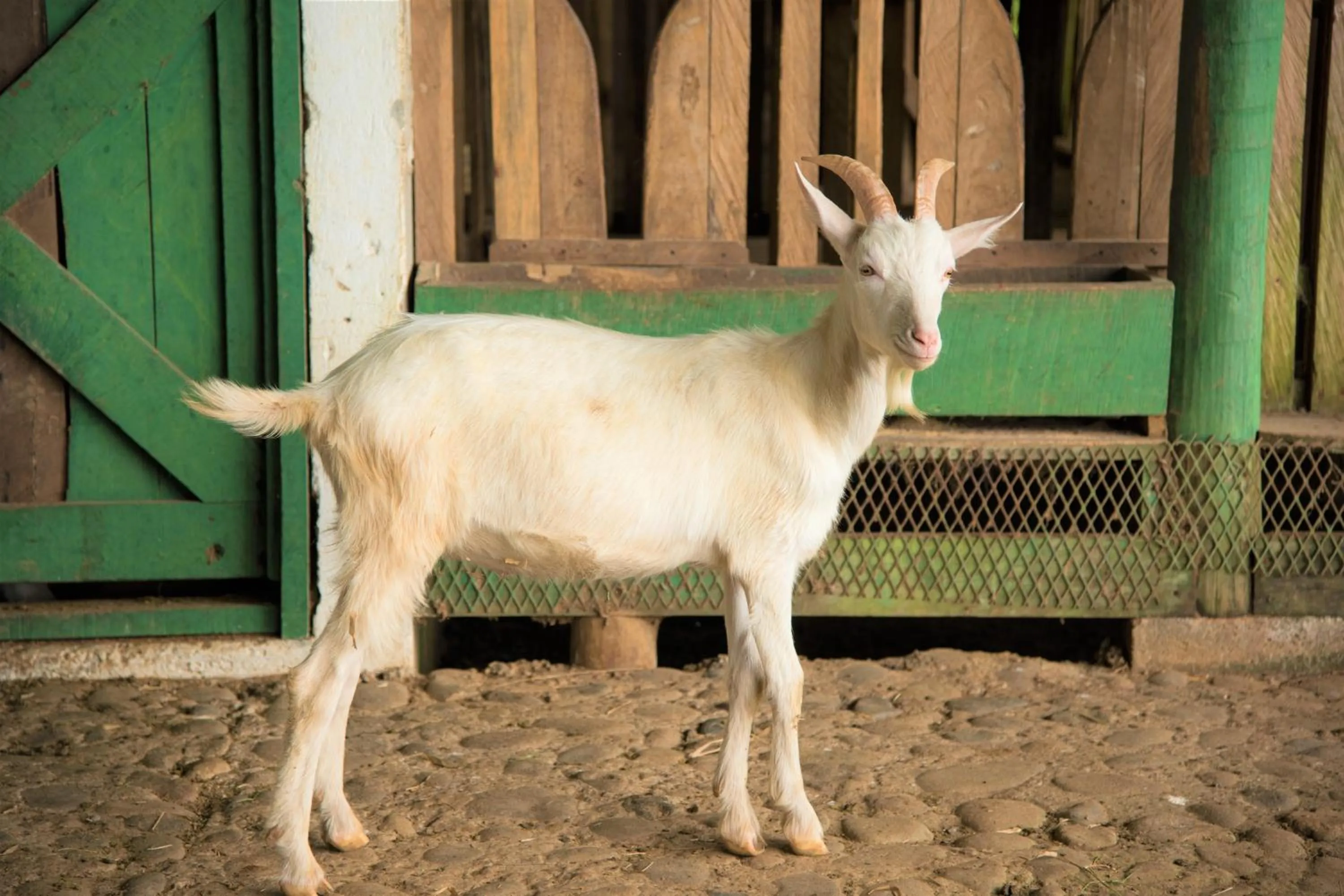 Animals in Hotel Casa Turire