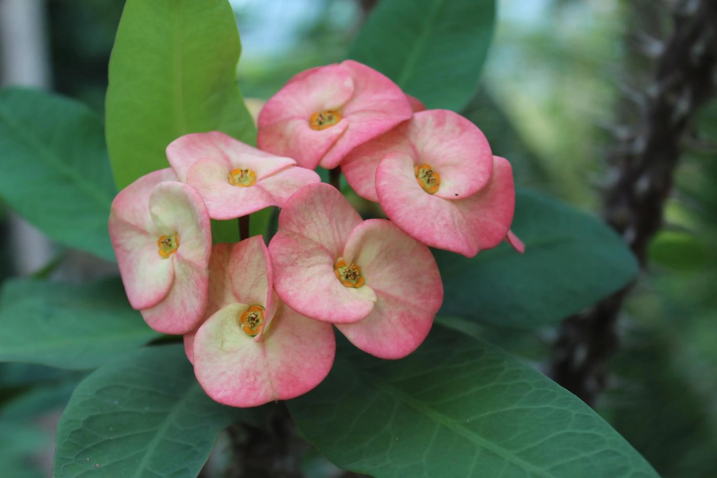 Spring in de Bintan Villa