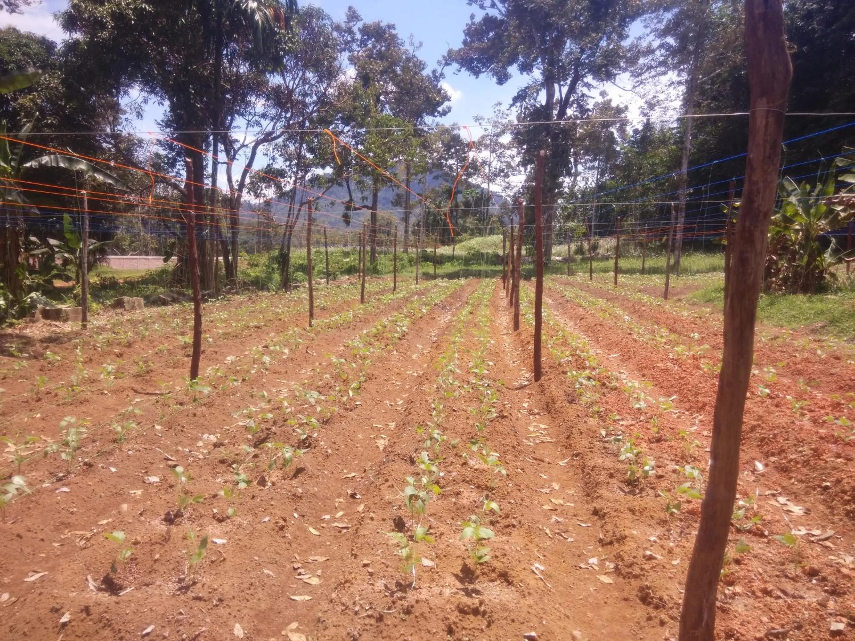 Garden in de Bintan Villa