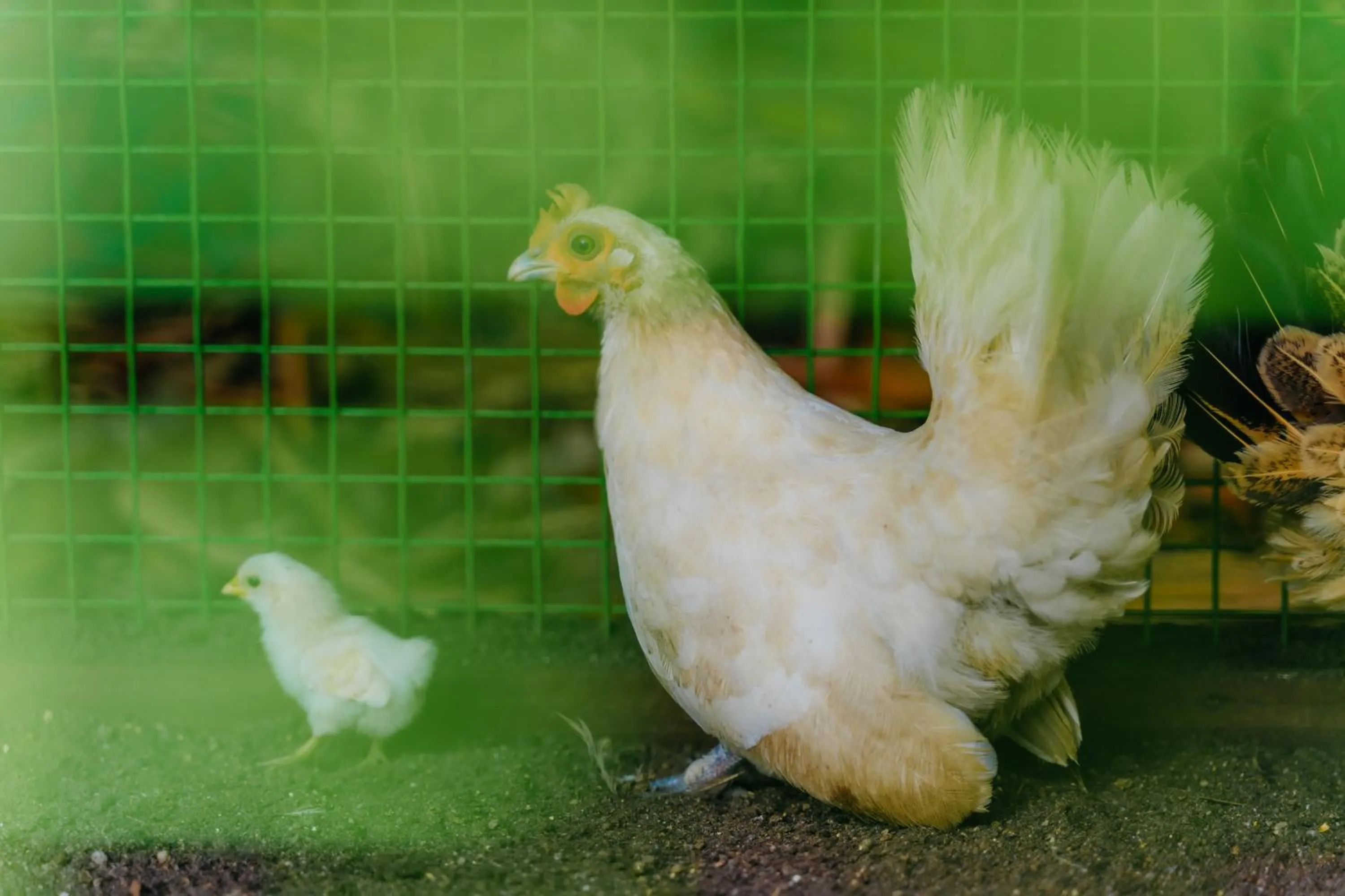 Animals in de Bintan Villa