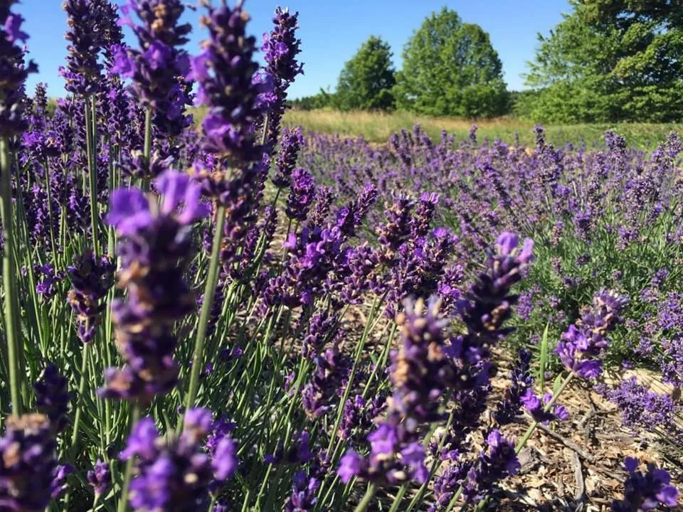 Neighbourhood in North Lakeside Villa Plateliai