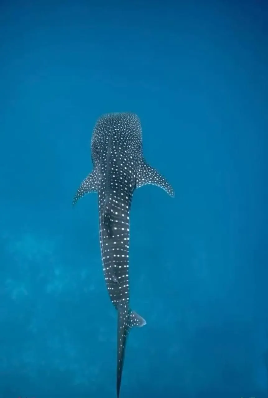 Activities in Liberty Guesthouse Maldives