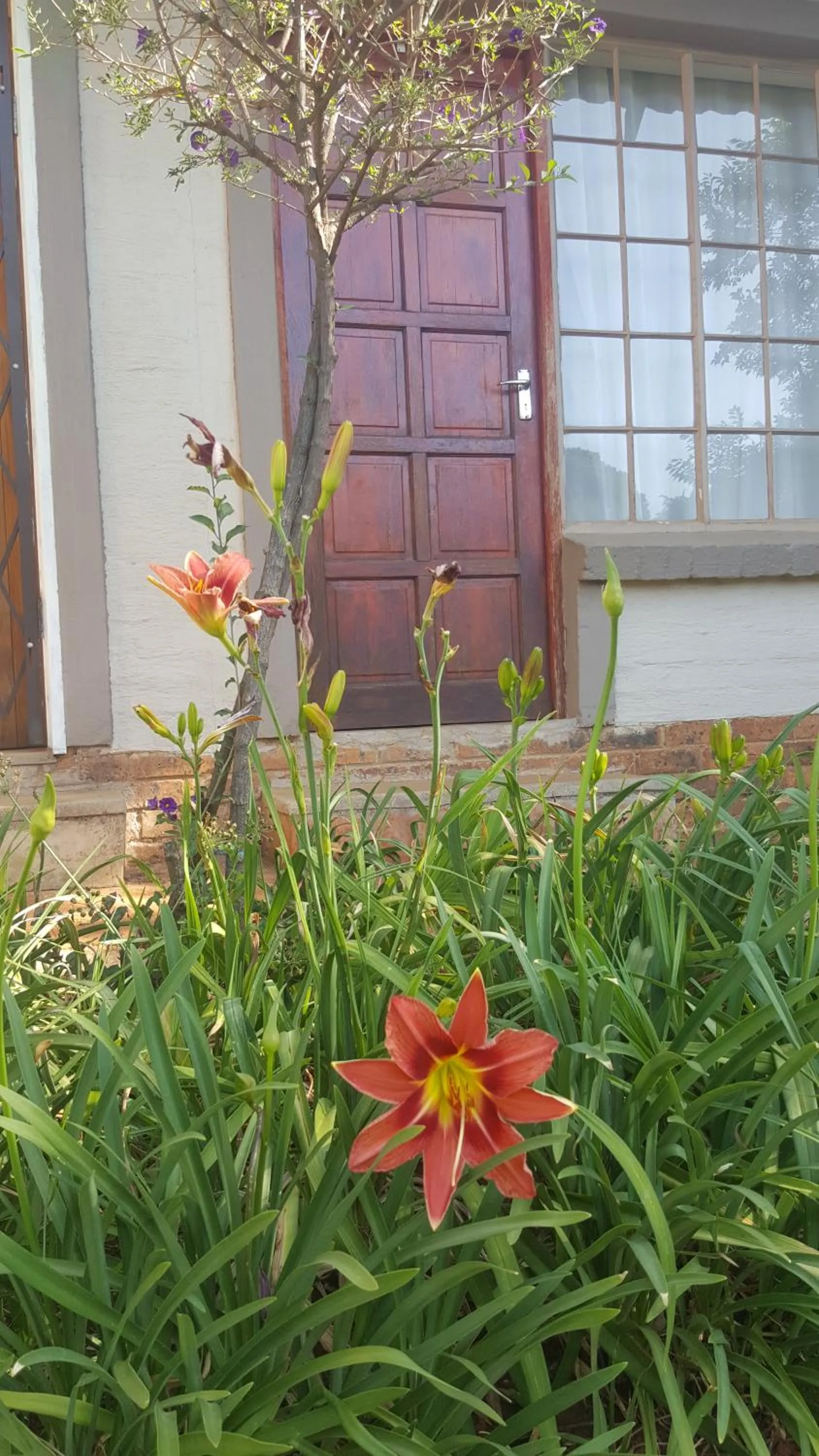 Spring in African Silhouette Guesthouse
