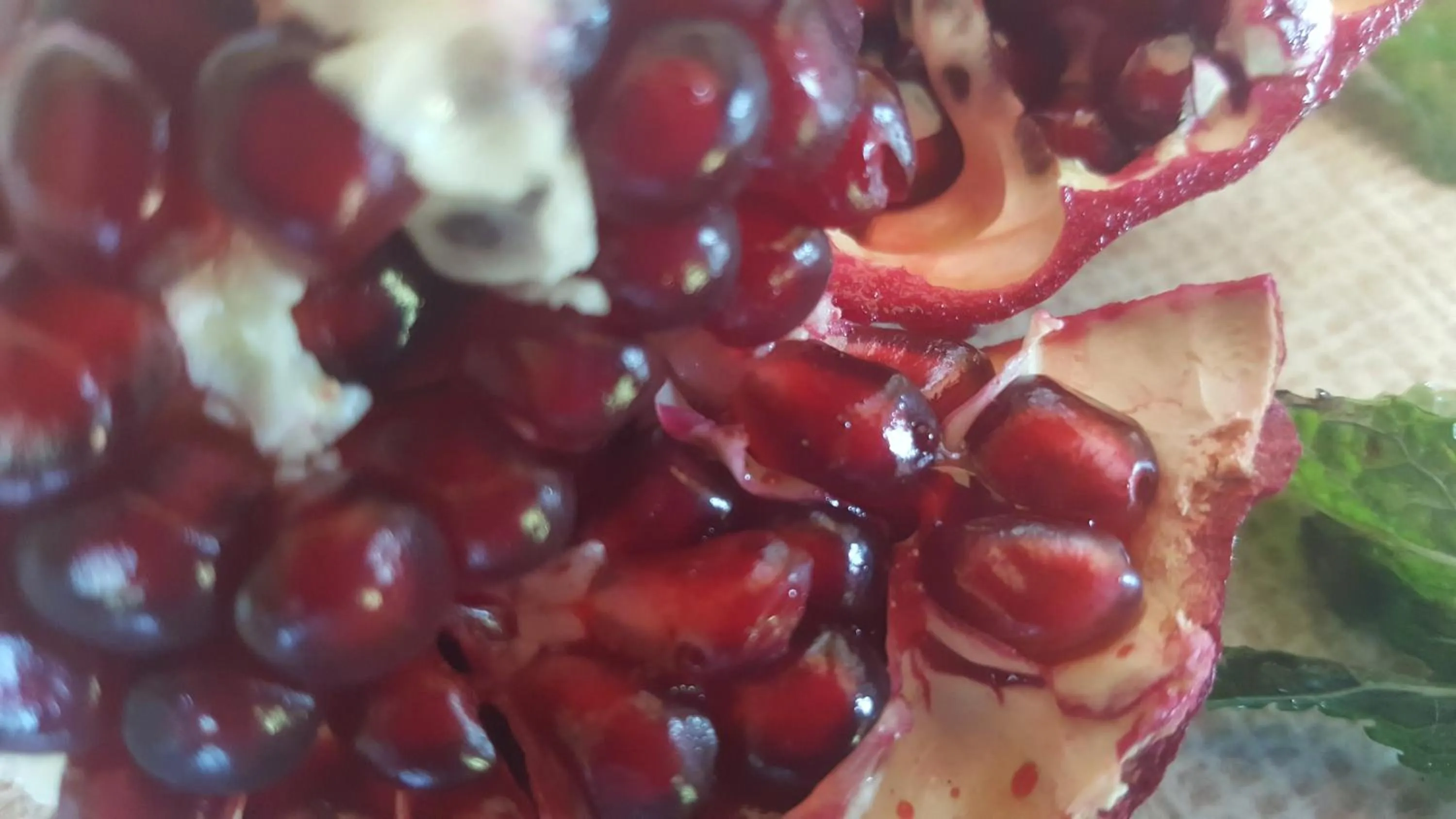 Garden in African Silhouette Guesthouse