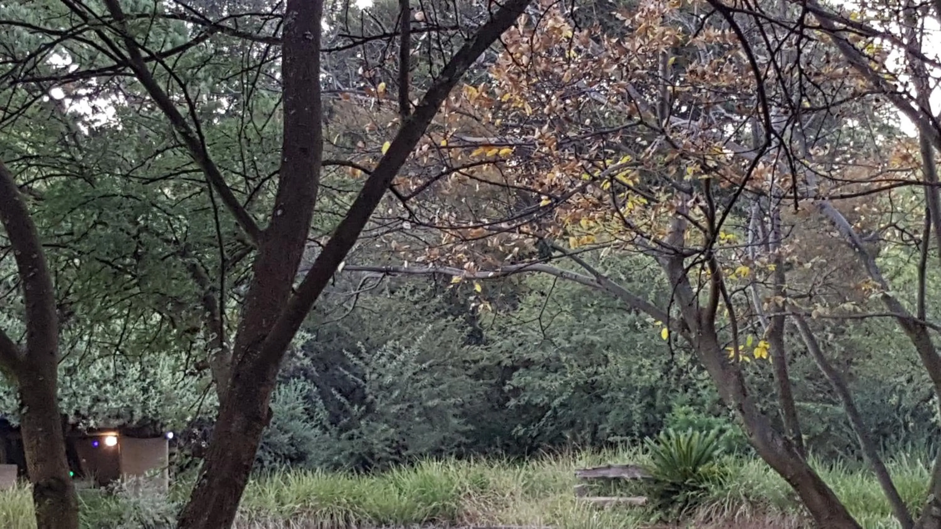 Spring in African Silhouette Guesthouse