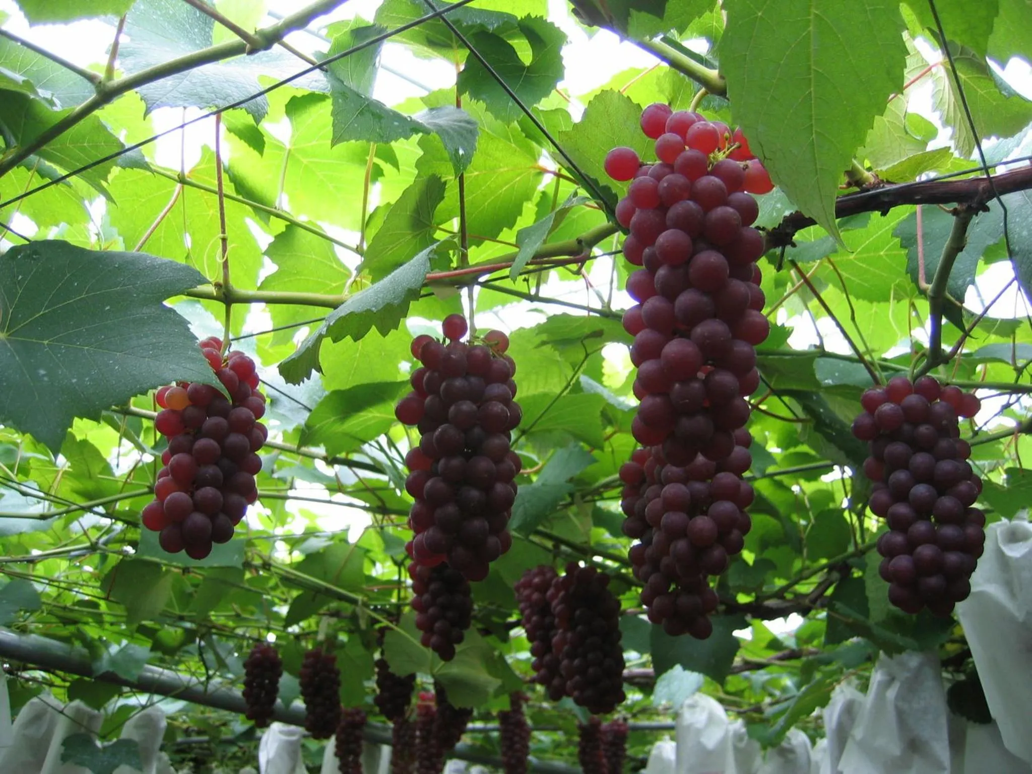 Activities in Shorenji Lake Hotel