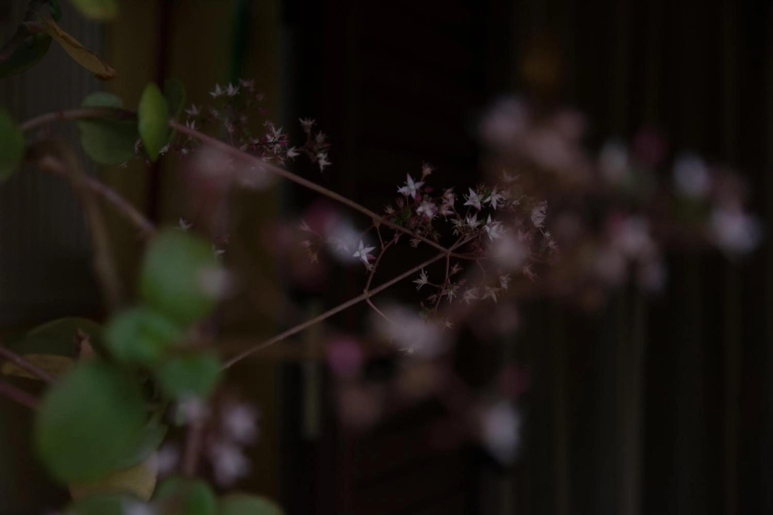 Other in B&B Annalu'