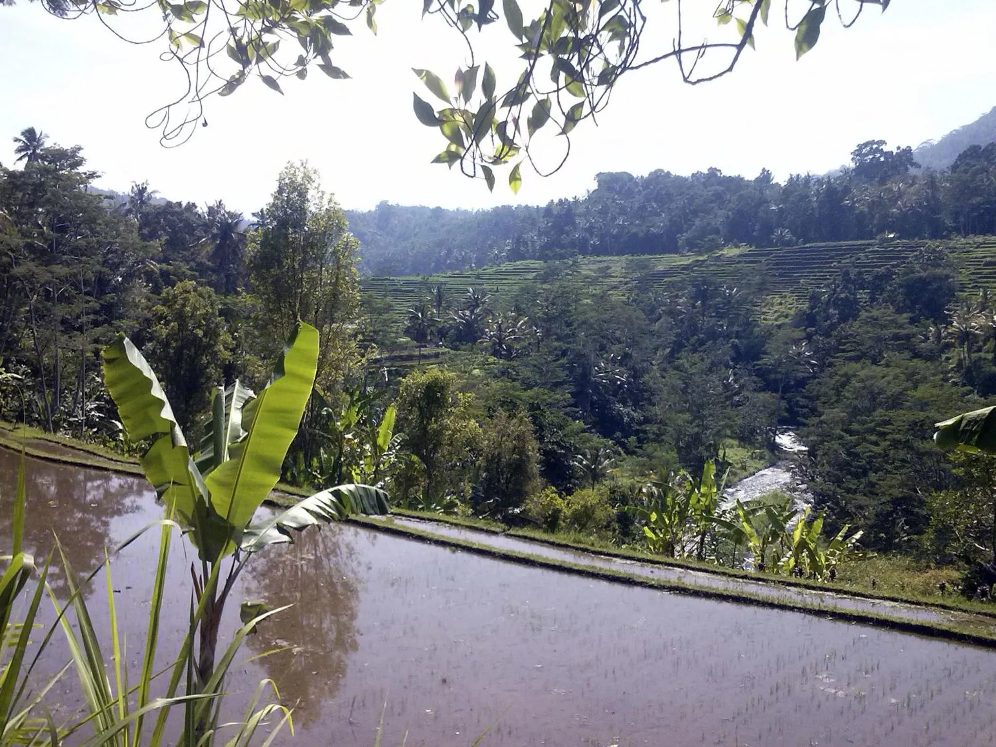 Area and facilities in Lila Stana - Sidemen Homestay