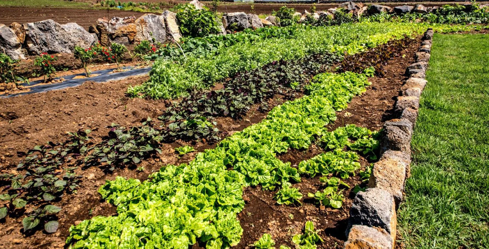 Garden in Boreum Pension
