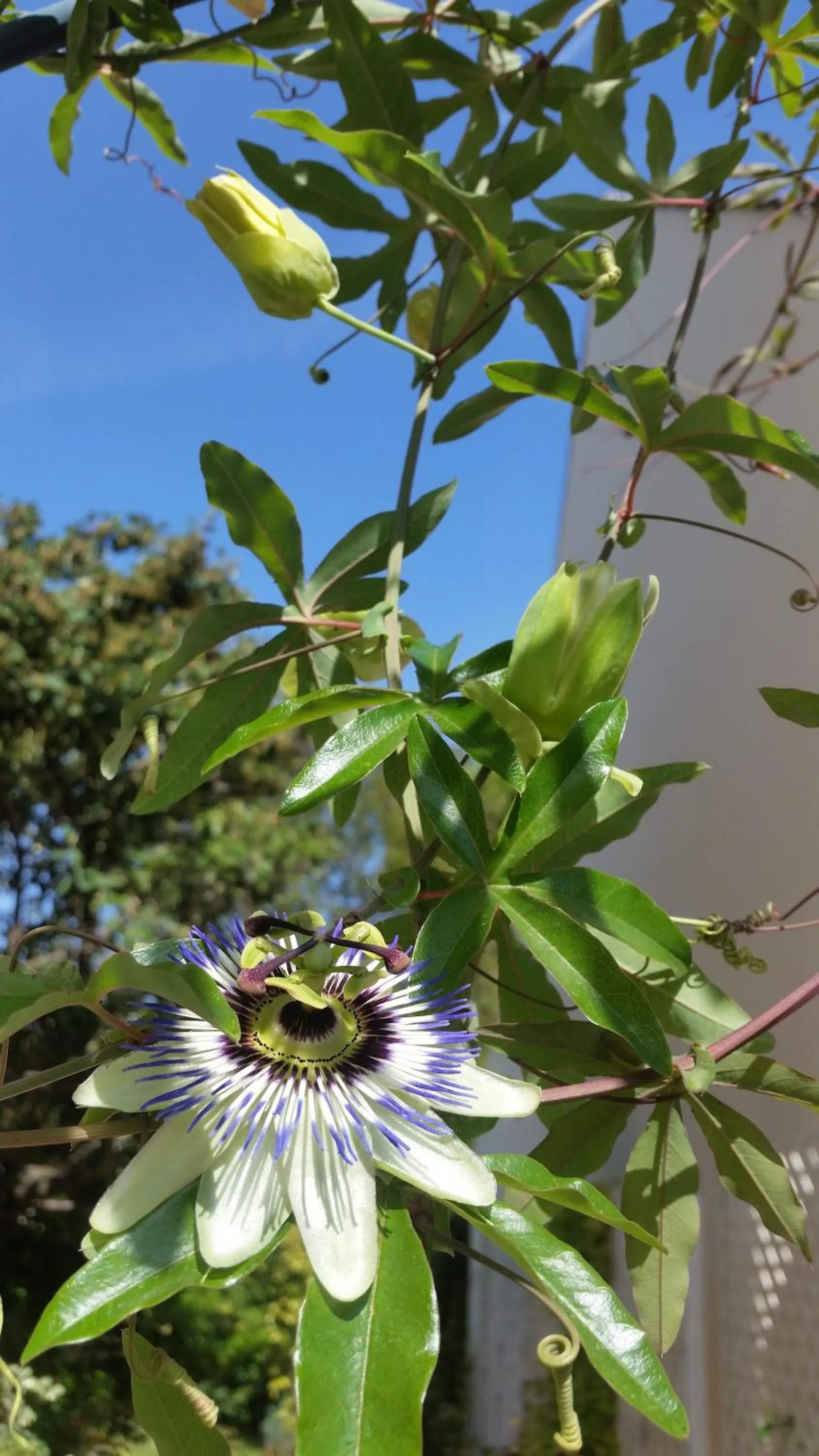 Garden in Chambre Avec Jardin Pierre Curie