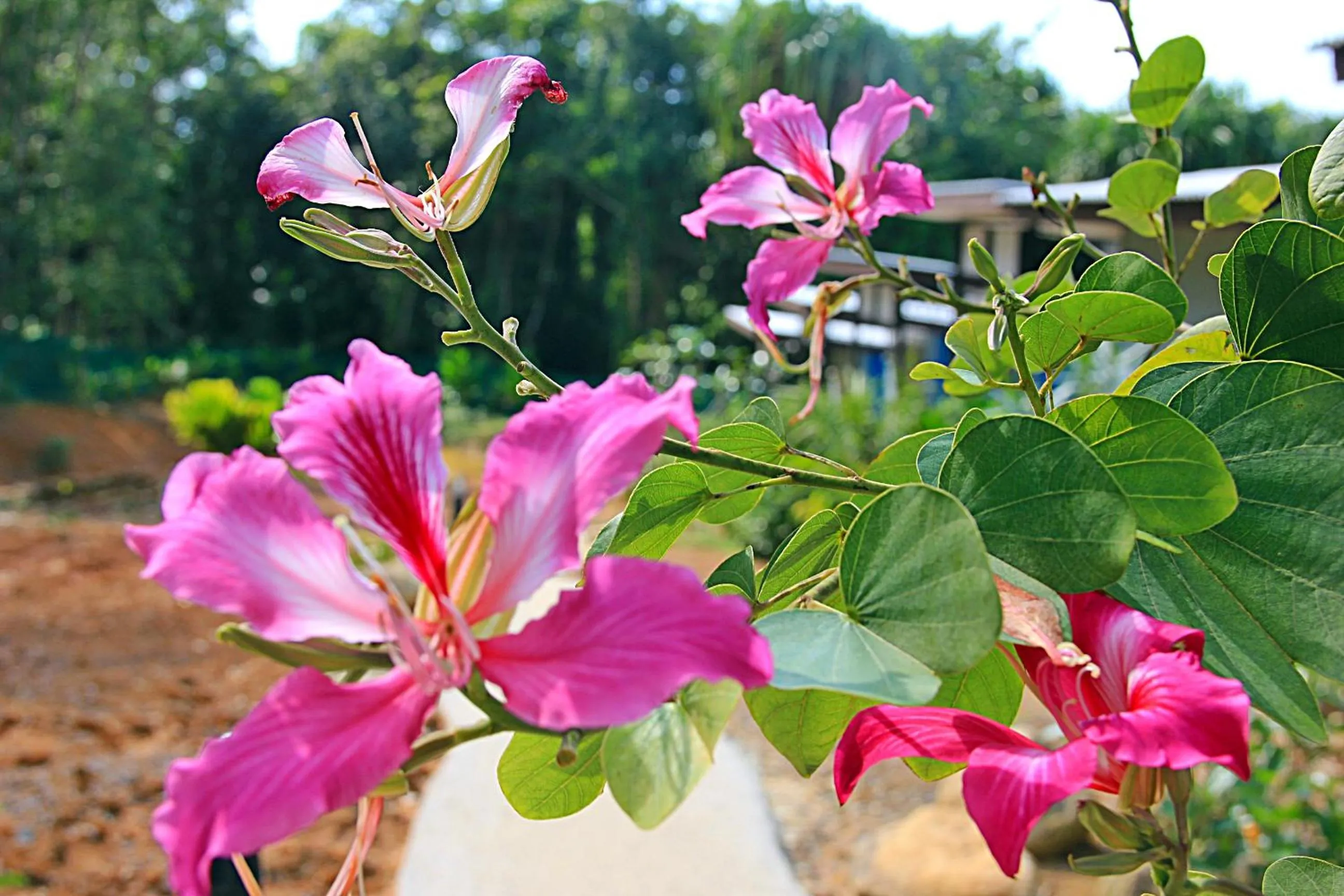 Time of day in Chomphu Resort