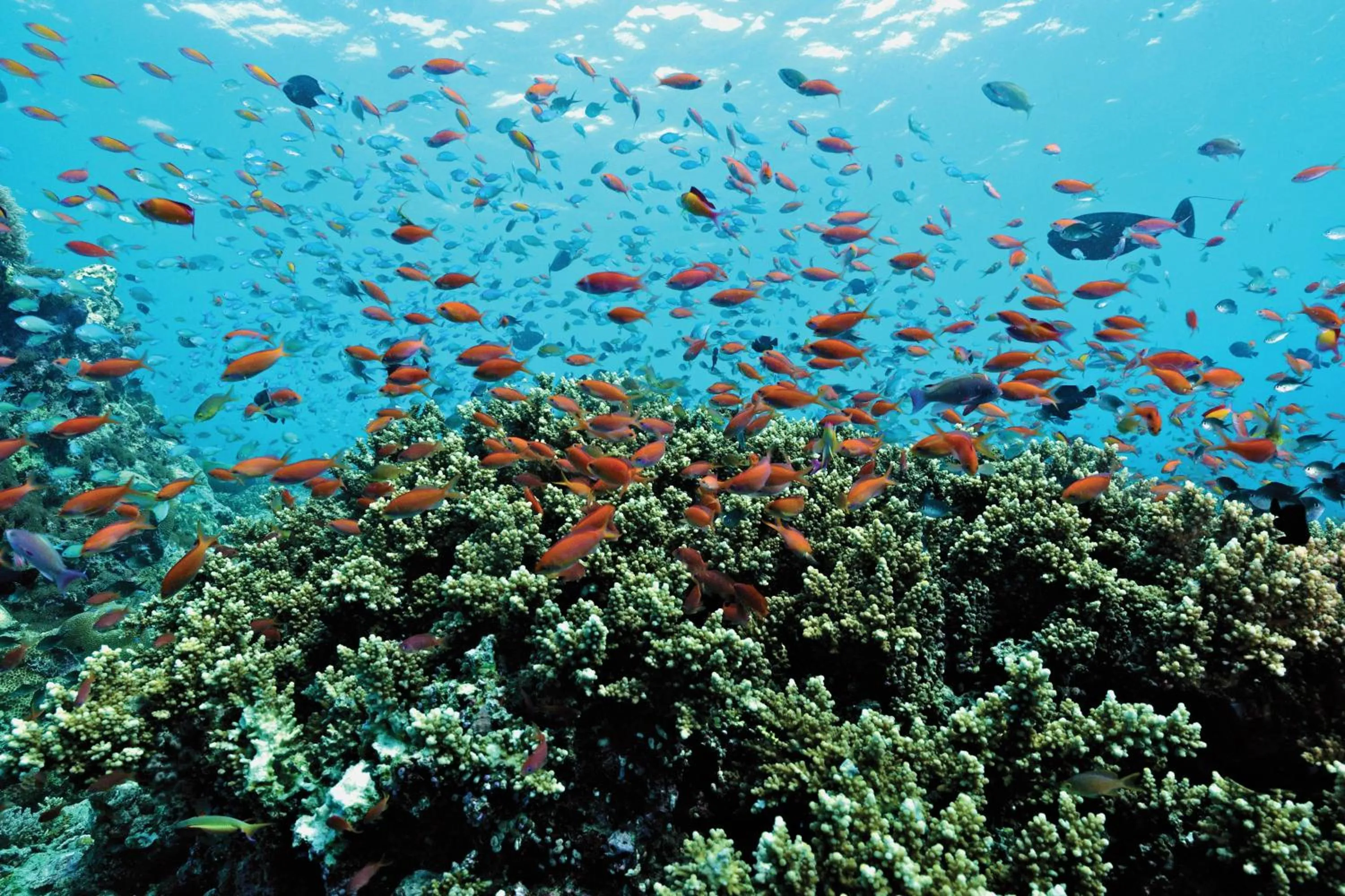 Activities in OBLU NATURE Helengeli-All-Inclusive with free Transfers