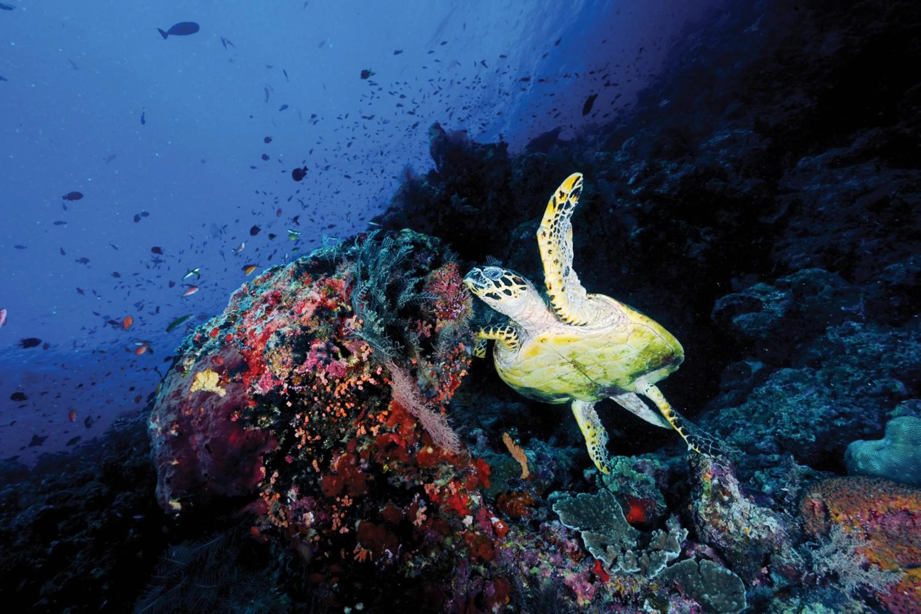 Natural landscape in OBLU NATURE Helengeli-All-Inclusive with free Transfers