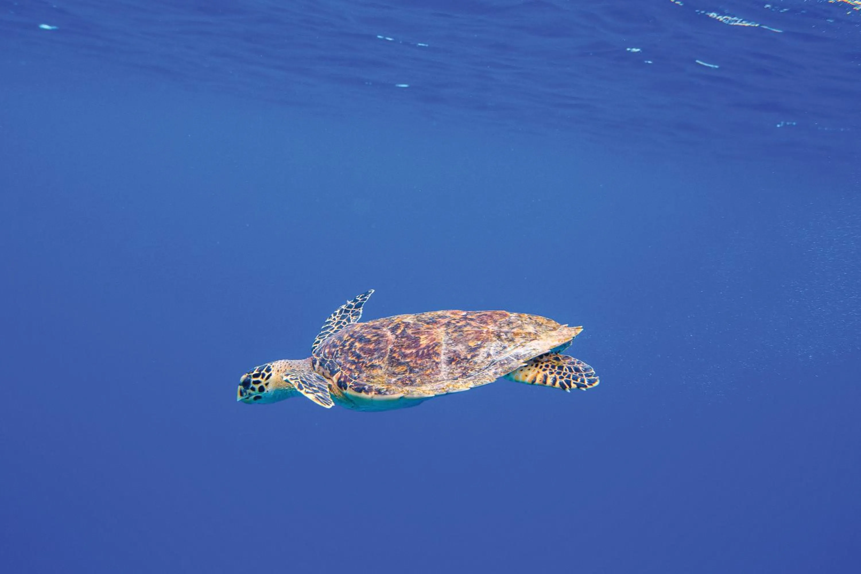 Activities in OBLU NATURE Helengeli-All-Inclusive with free Transfers