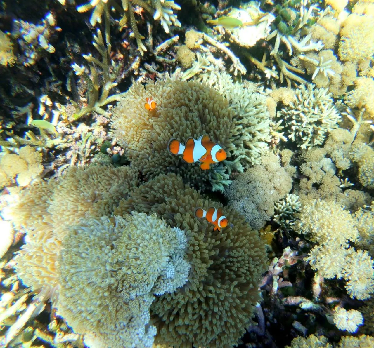 Snorkeling in Kampung Meno Bungalows