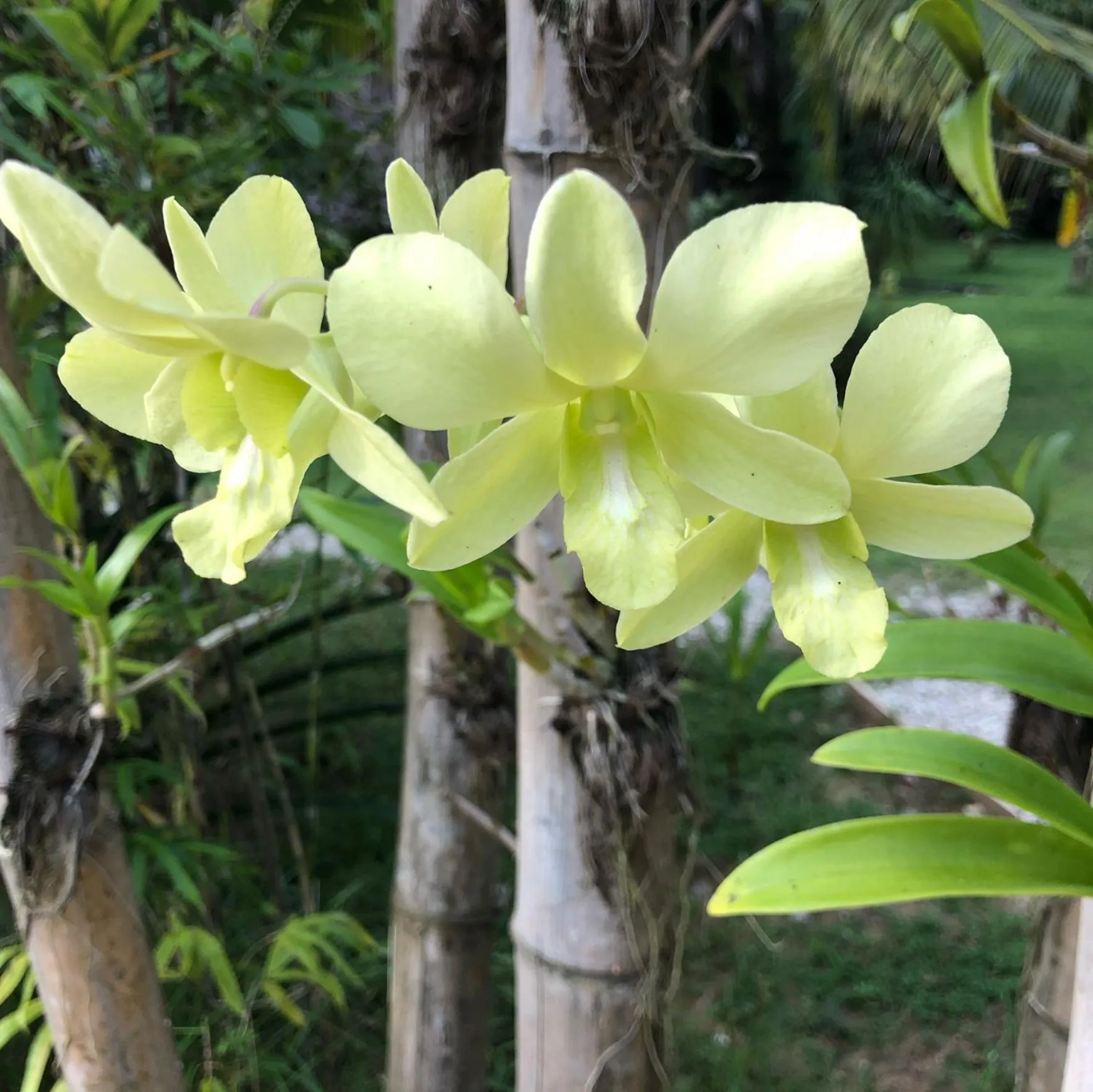 Garden view in Club Agutaya