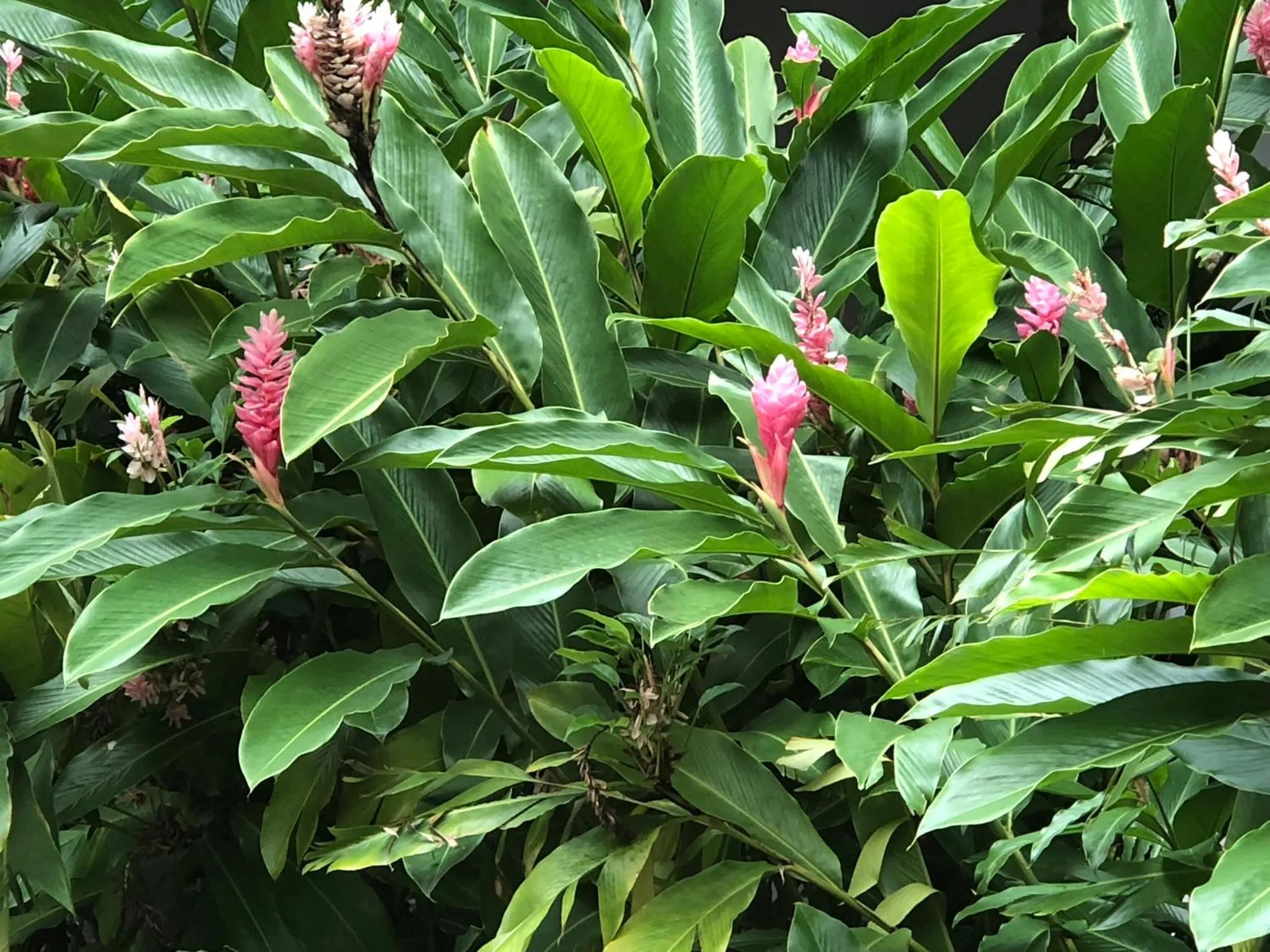 Natural landscape in Club Agutaya