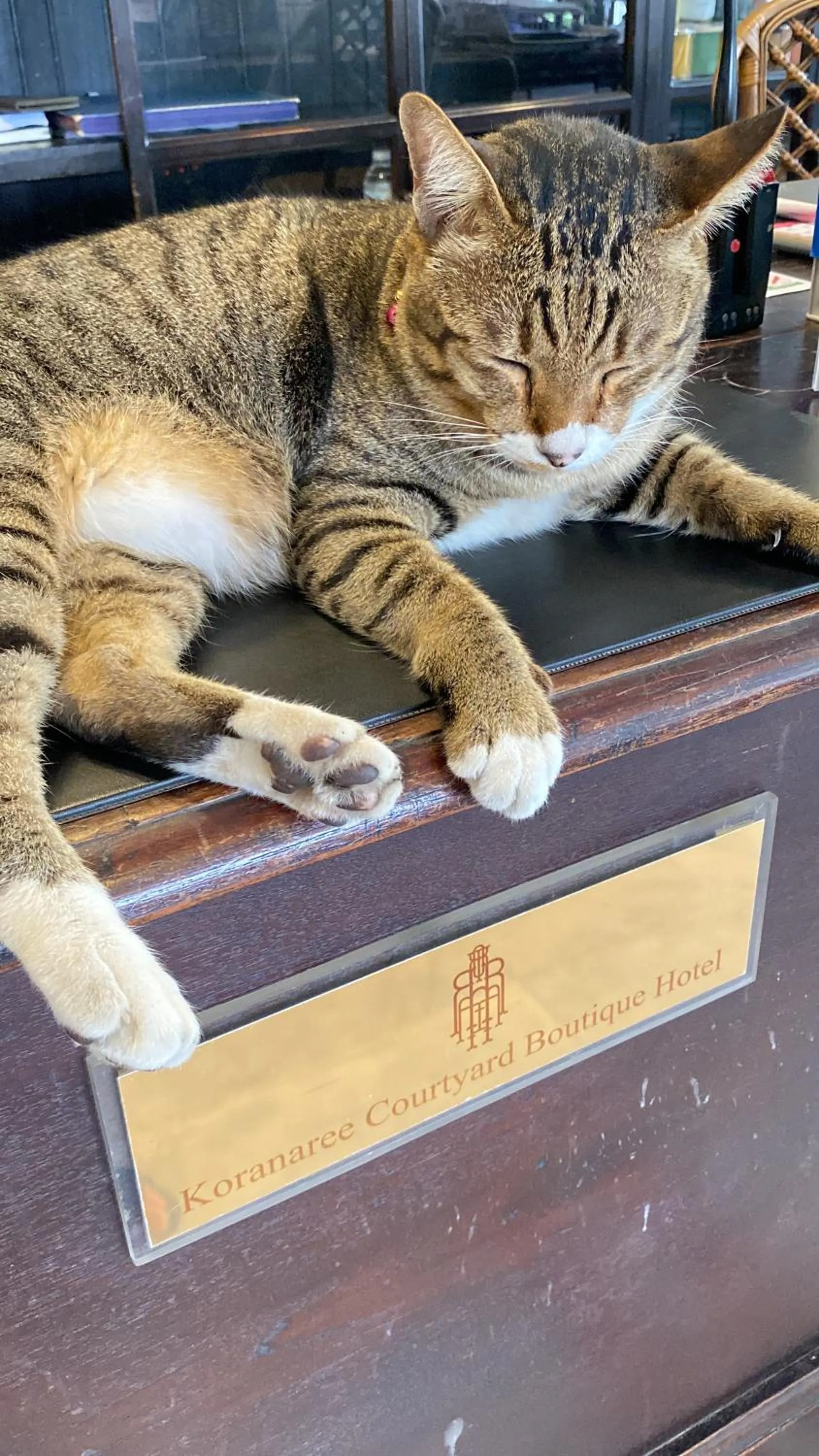 Pets in Koranaree Courtyard Boutique Hotel