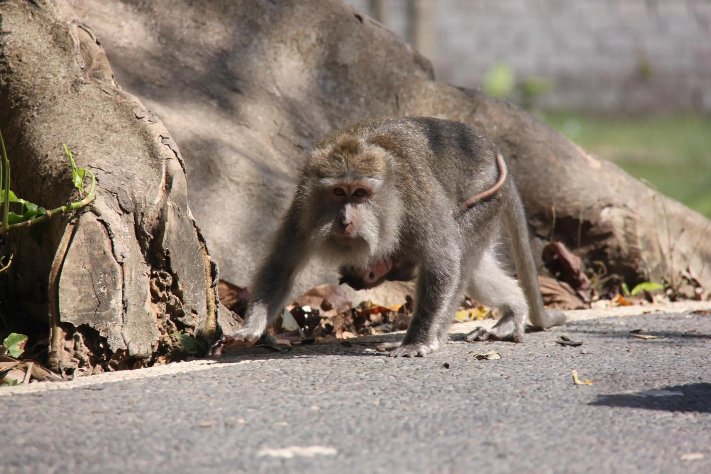 Animals in Umaya Ubud Villa