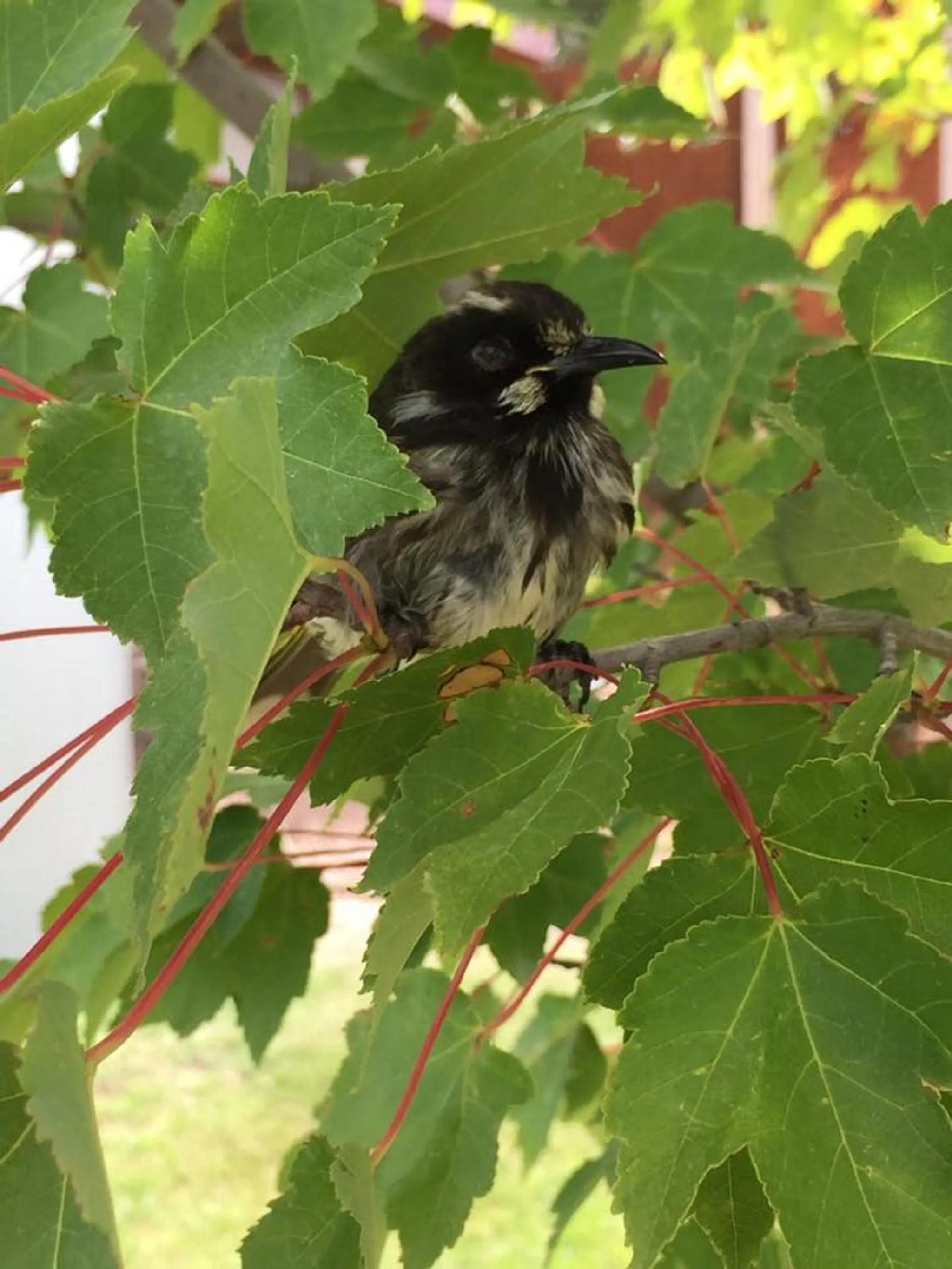 Garden in The Studio - Yarra Valley