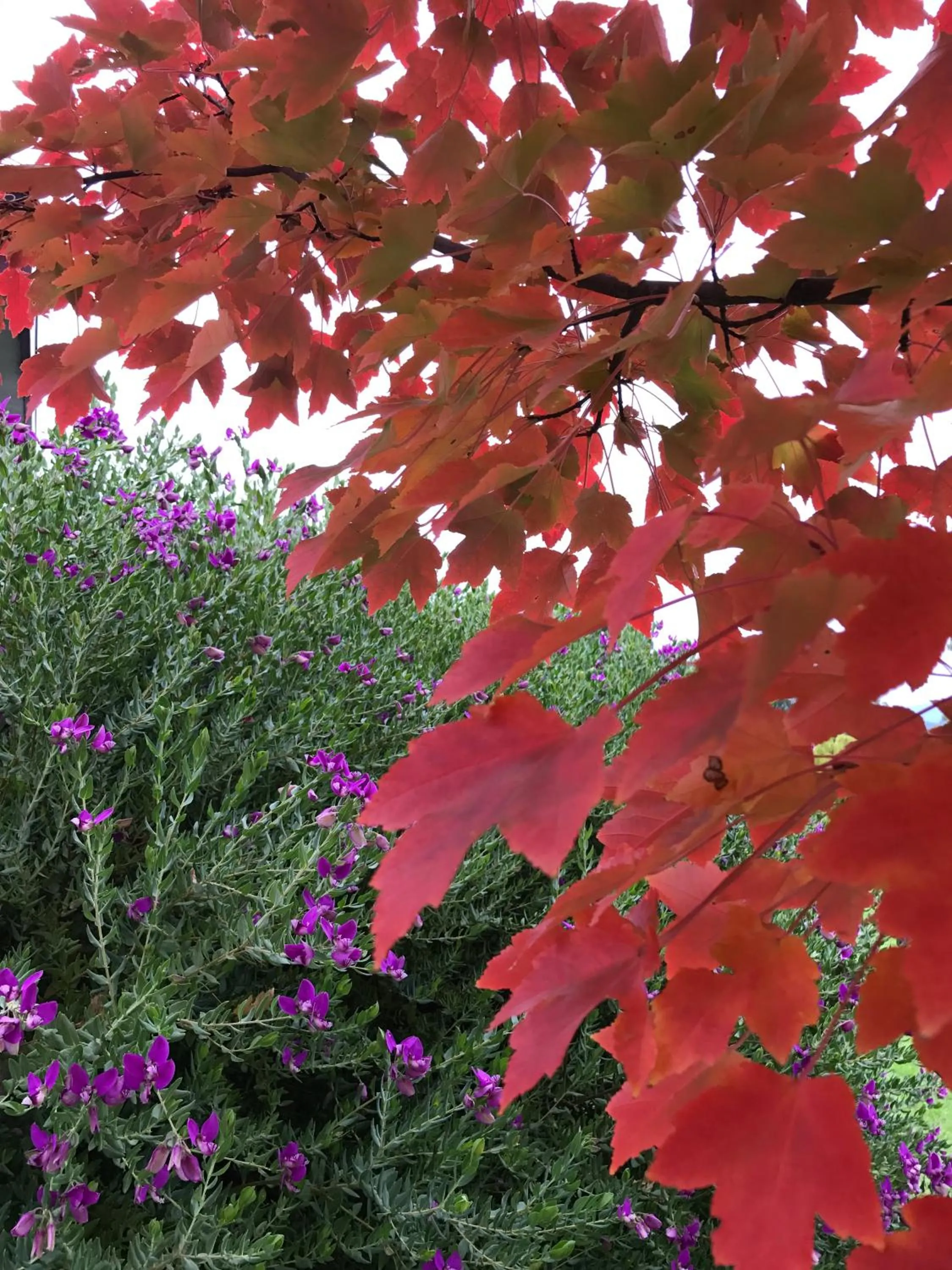 Garden in The Studio - Yarra Valley