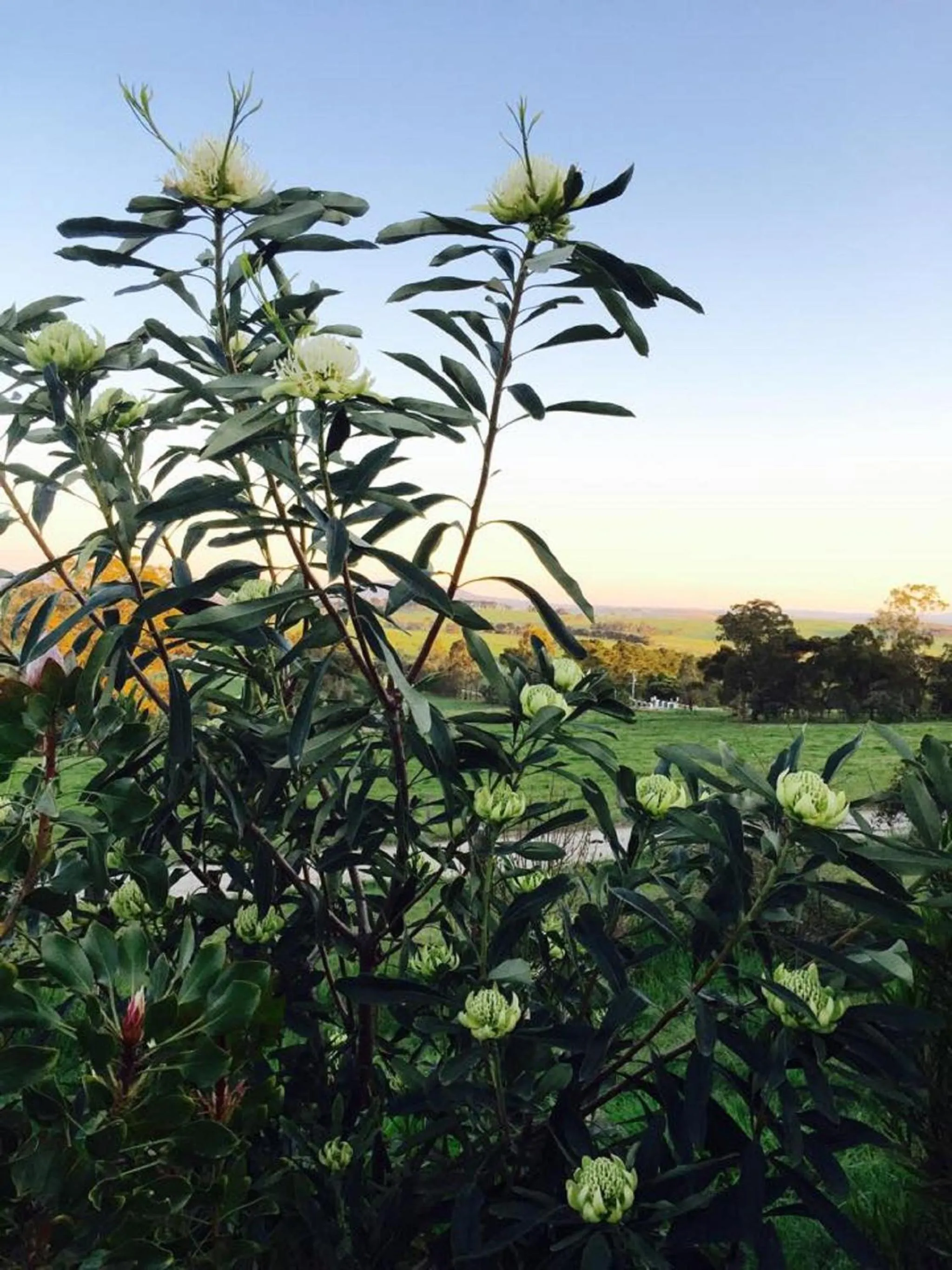 Garden in The Studio - Yarra Valley