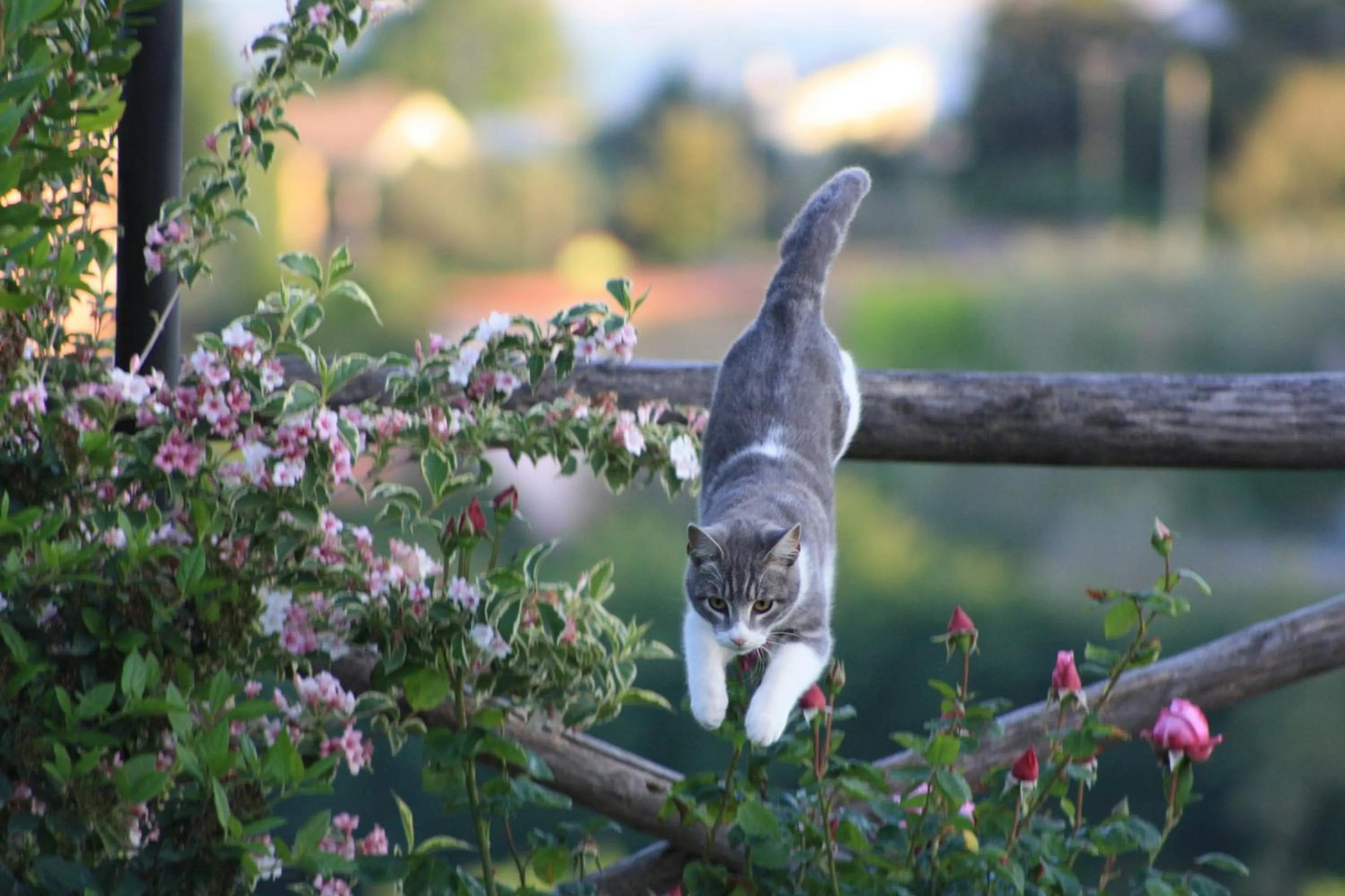 Pets in Bed And Bikers