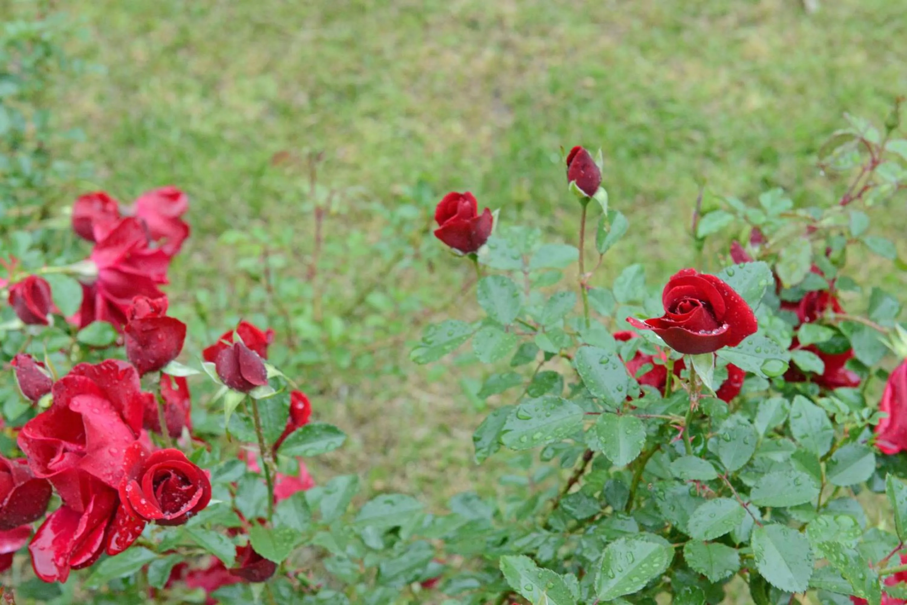 Garden view in Mkomazana Mountain Cottages