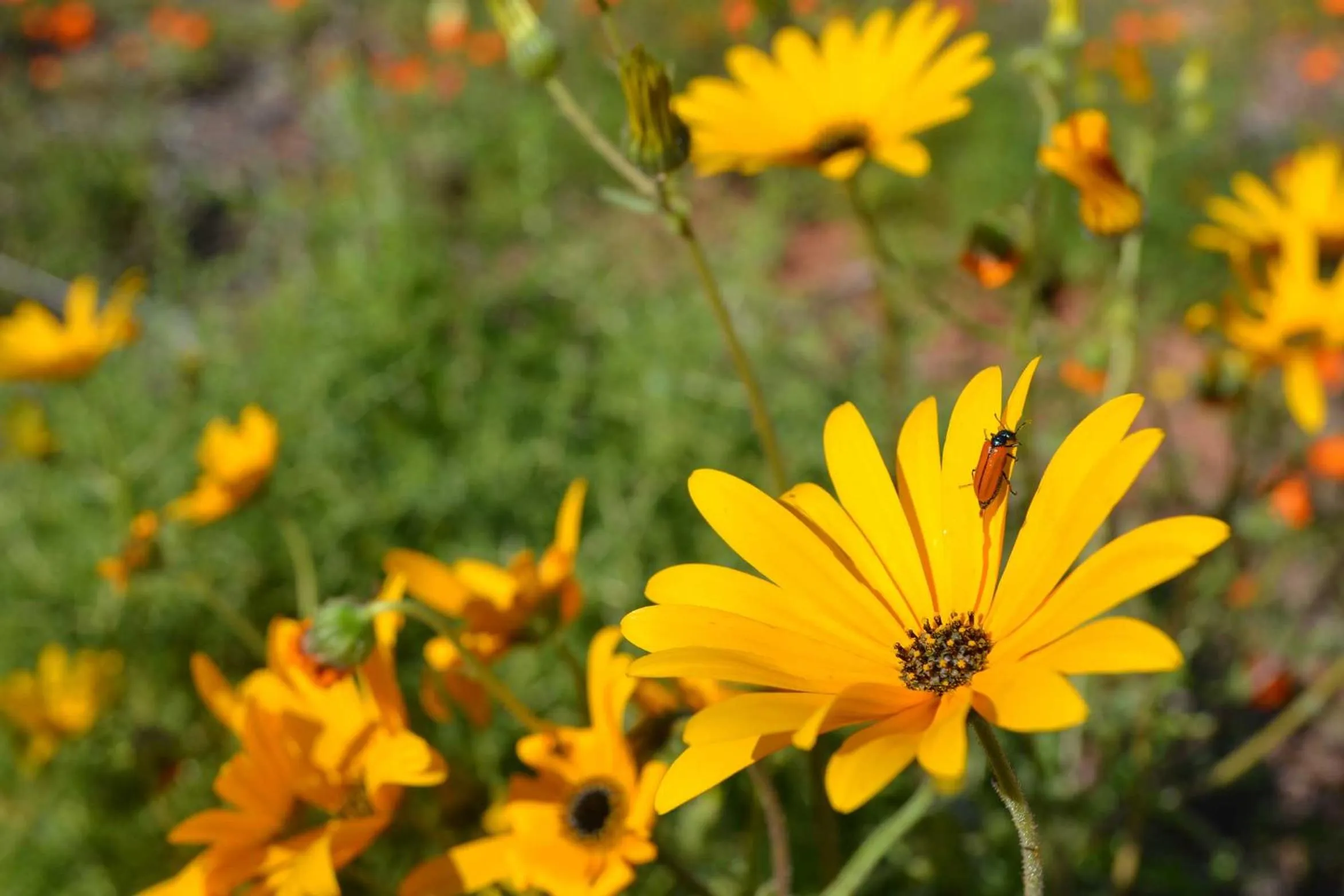 View (from property/room) in Calvinia Hotel