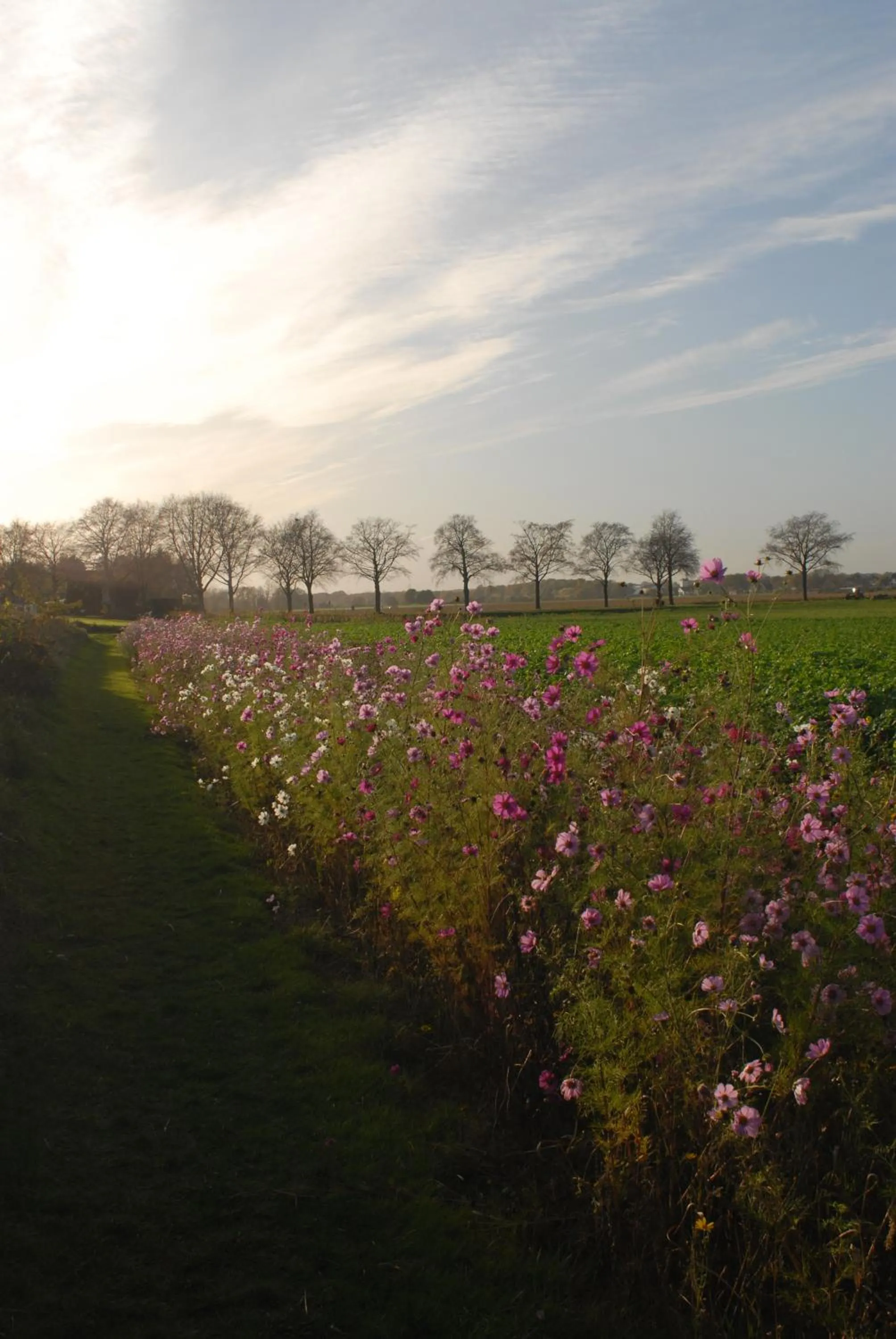 Natural landscape in Het blauwe huis