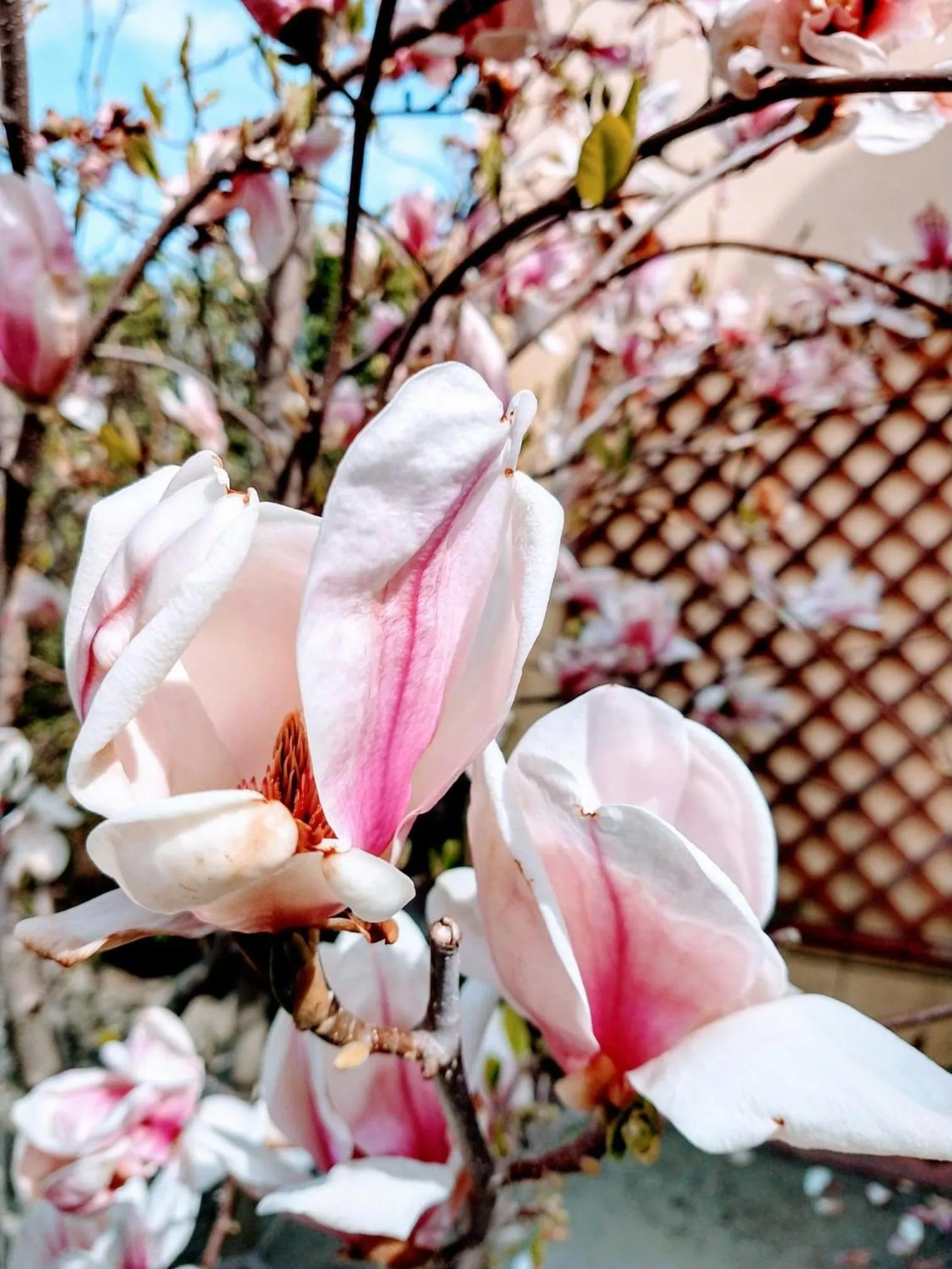 Garden in Pensiunea Magnolia