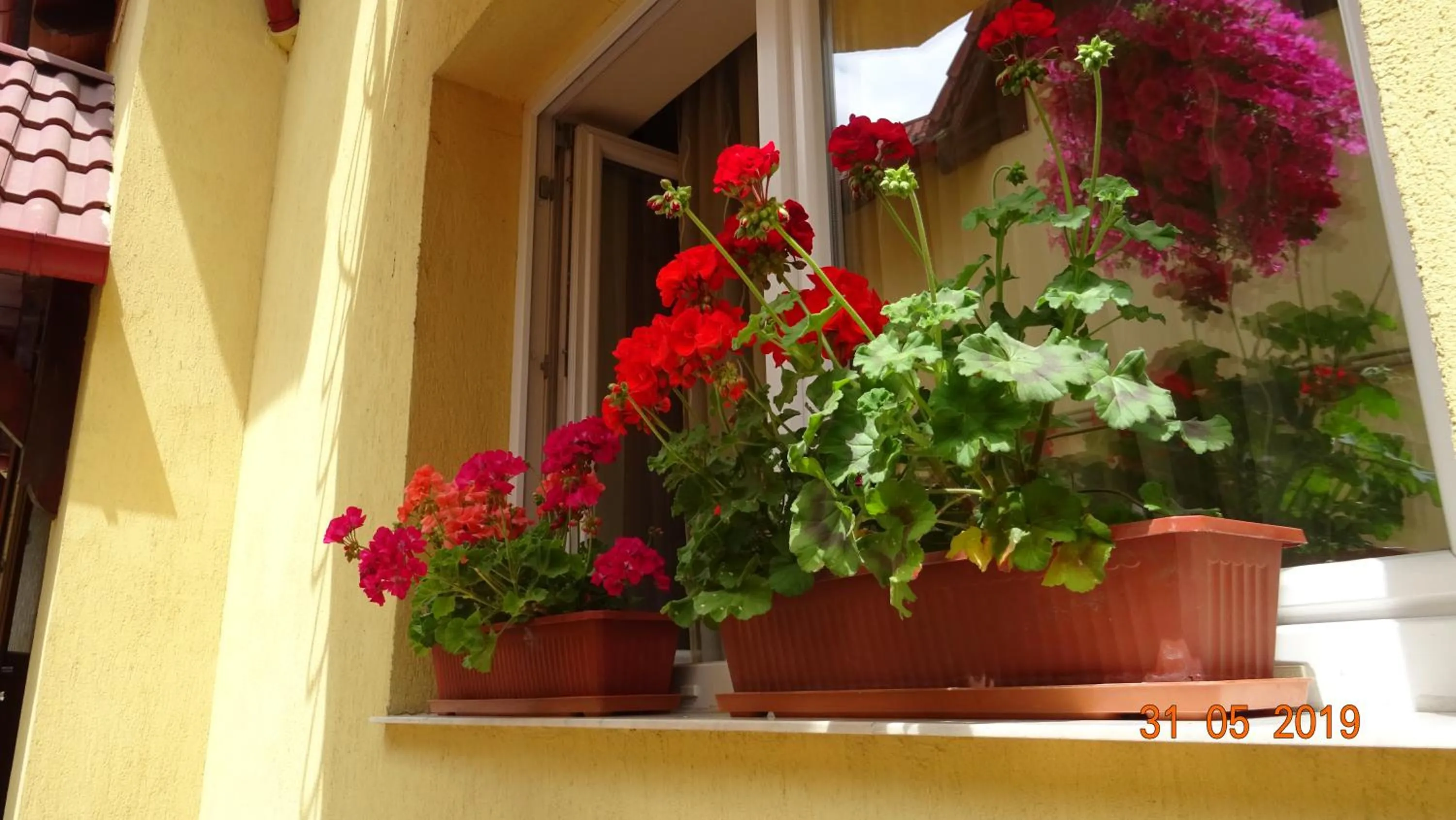 Facade/entrance in Pensiunea Magnolia