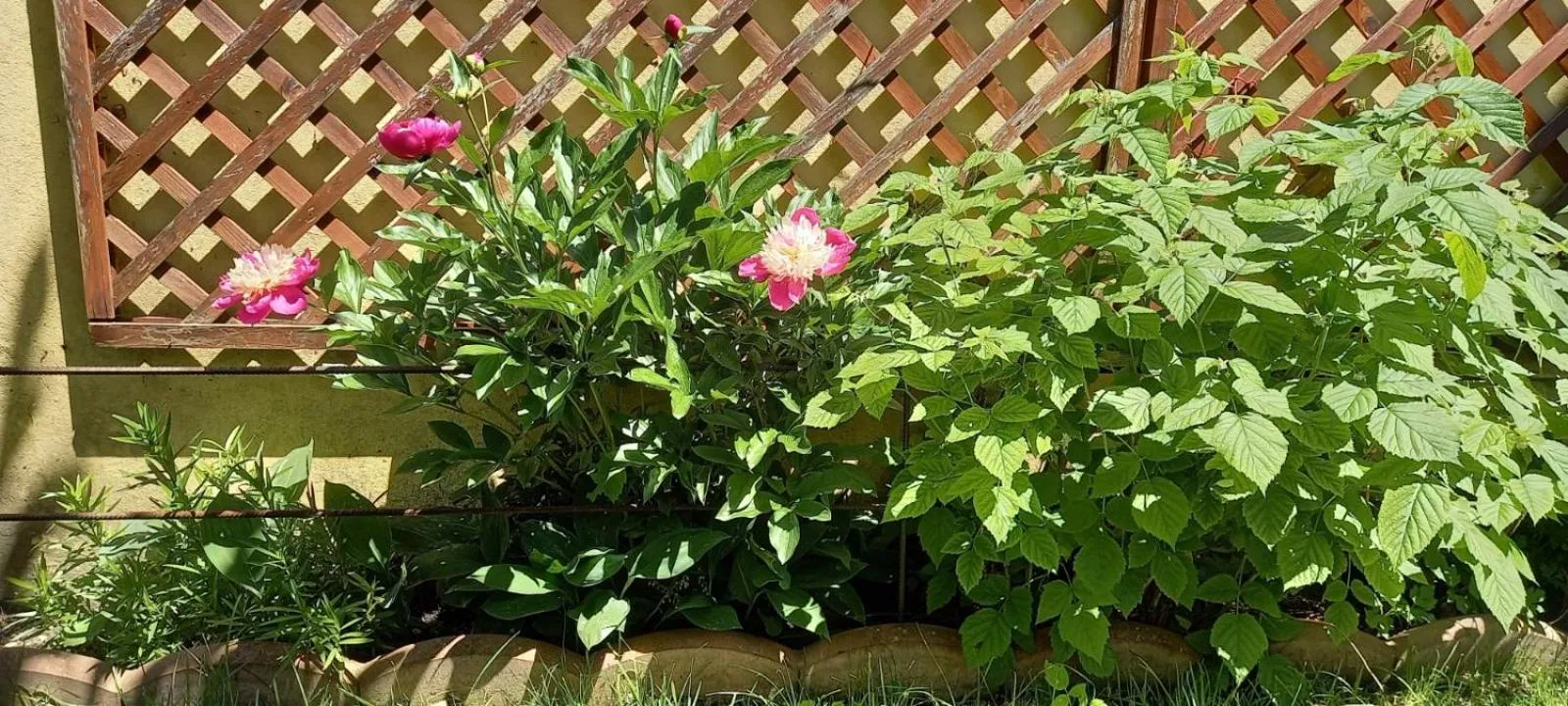 Spring in Pensiunea Magnolia