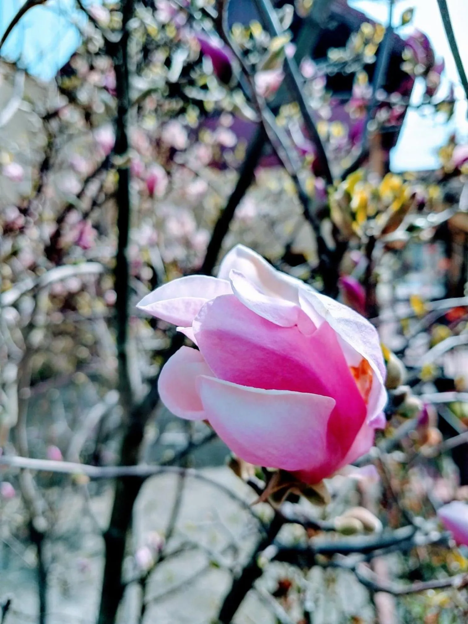Garden in Pensiunea Magnolia