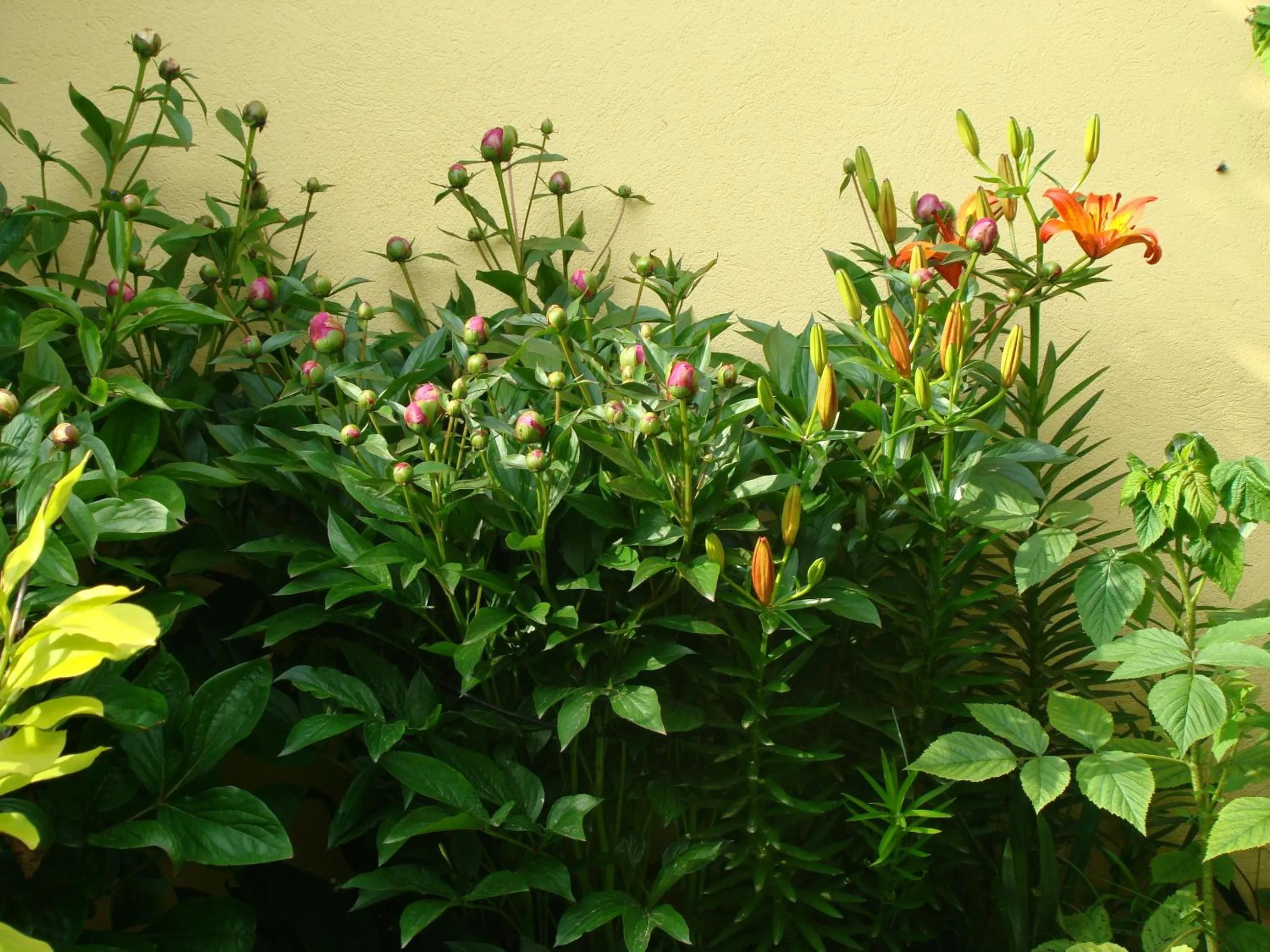 BBQ facilities in Pensiunea Magnolia