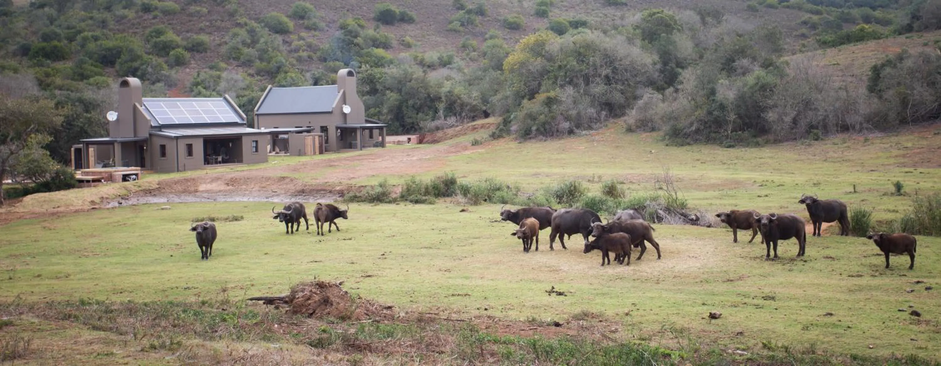 Garden view in Botlierskop Bush Villas