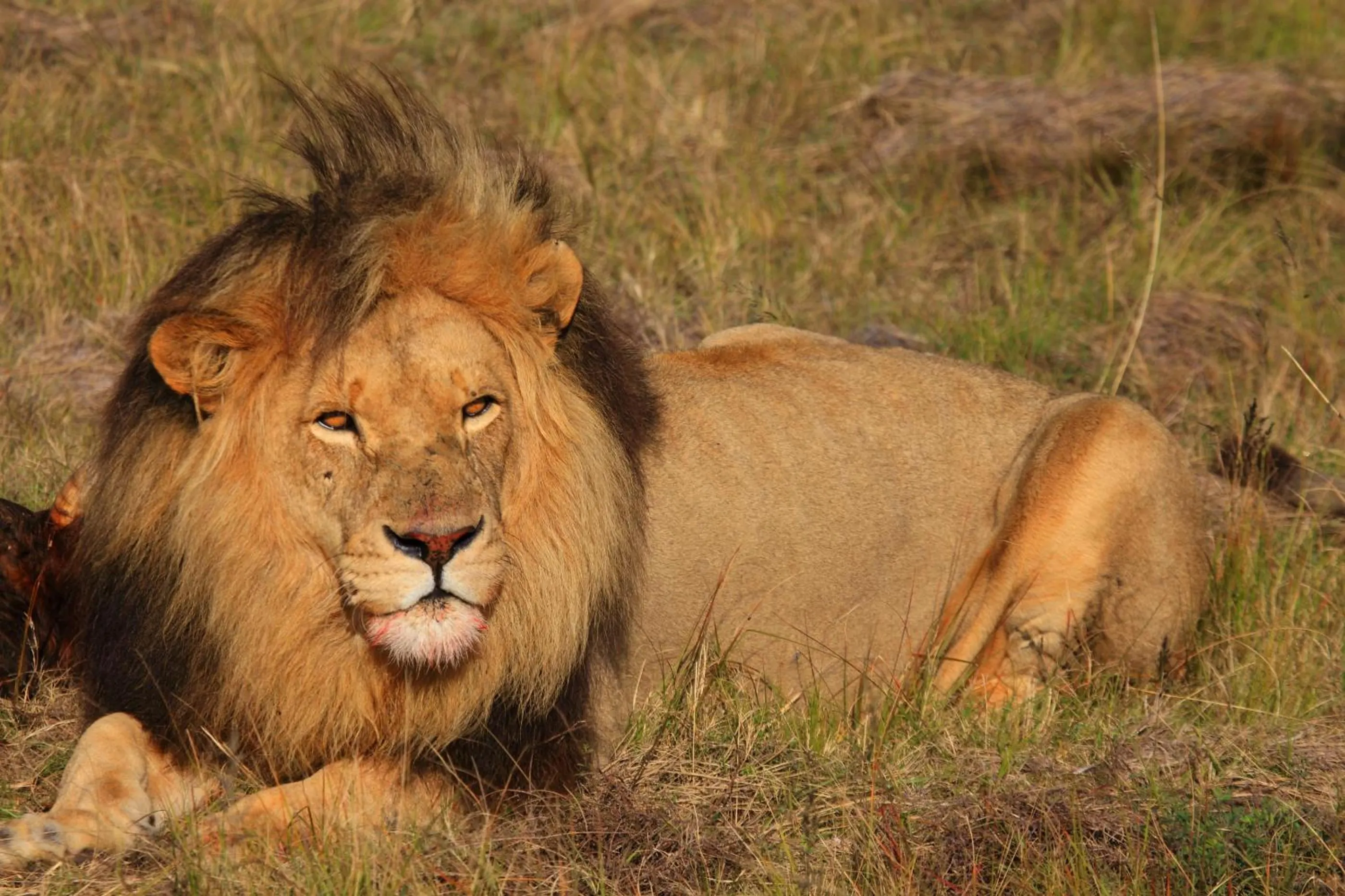 Animals in Botlierskop Bush Villas