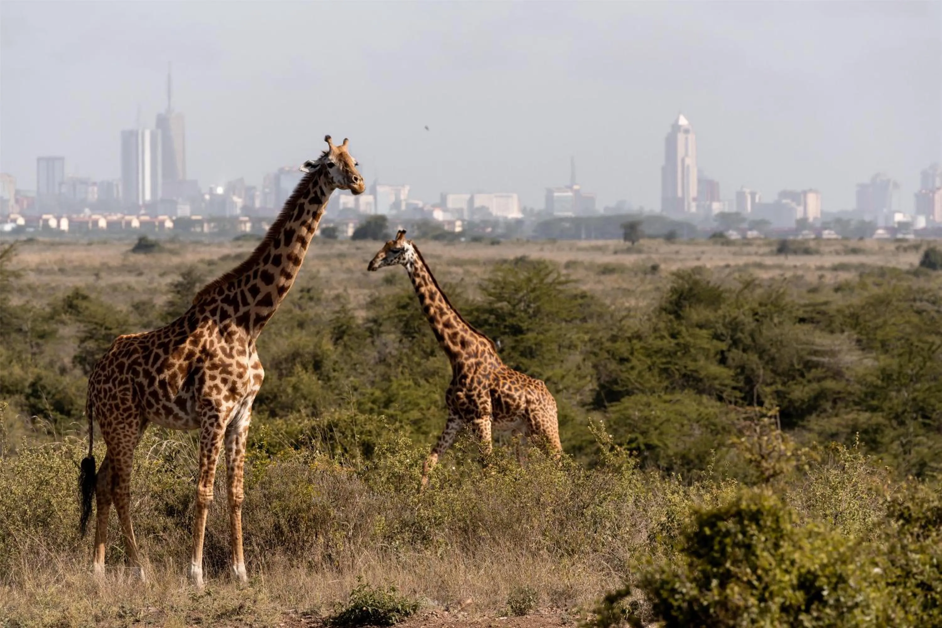Nearby landmark in Radisson Blu Hotel, Nairobi Upper Hill