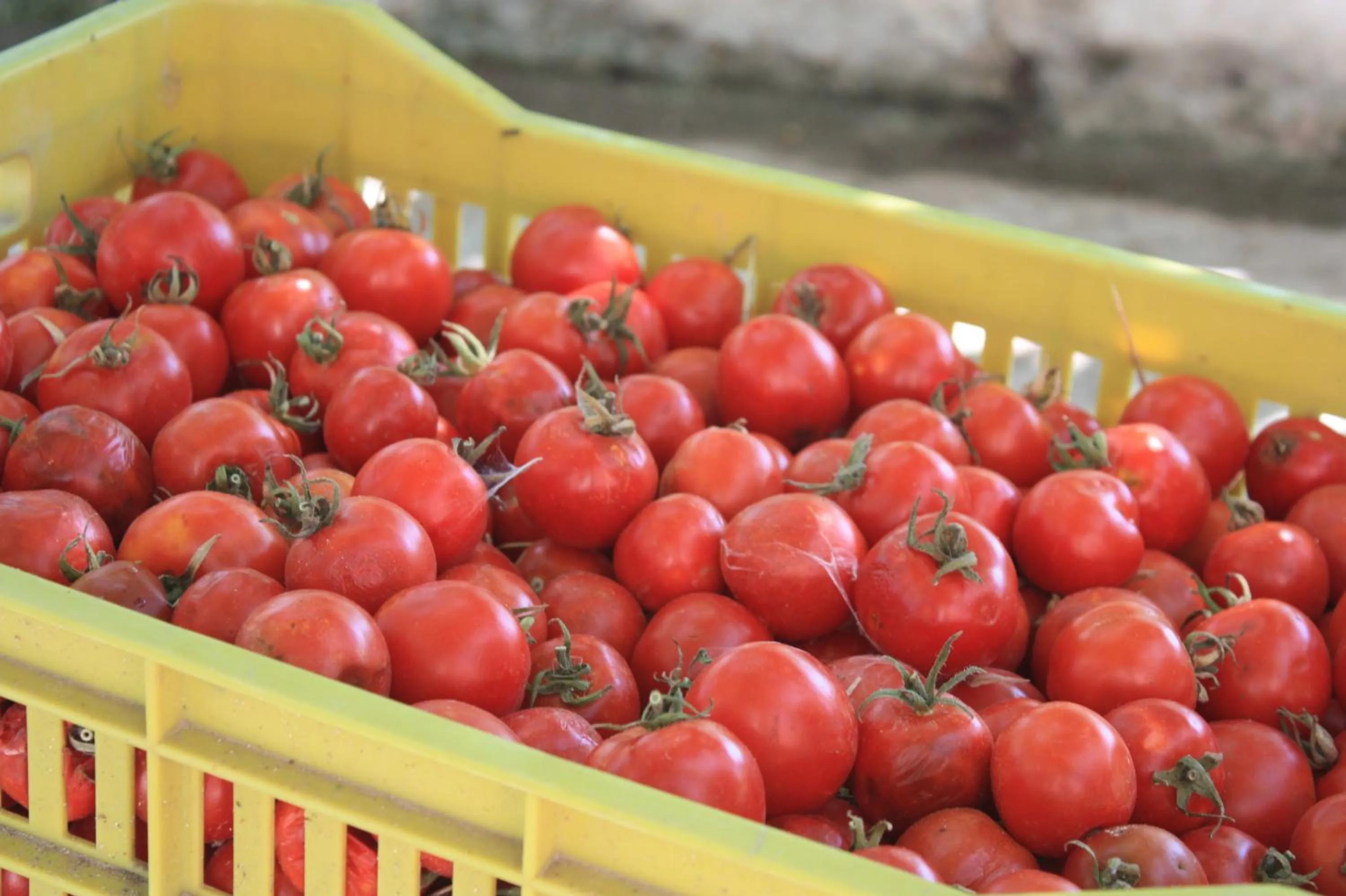 Garden in B&B Terre dì Montecoco
