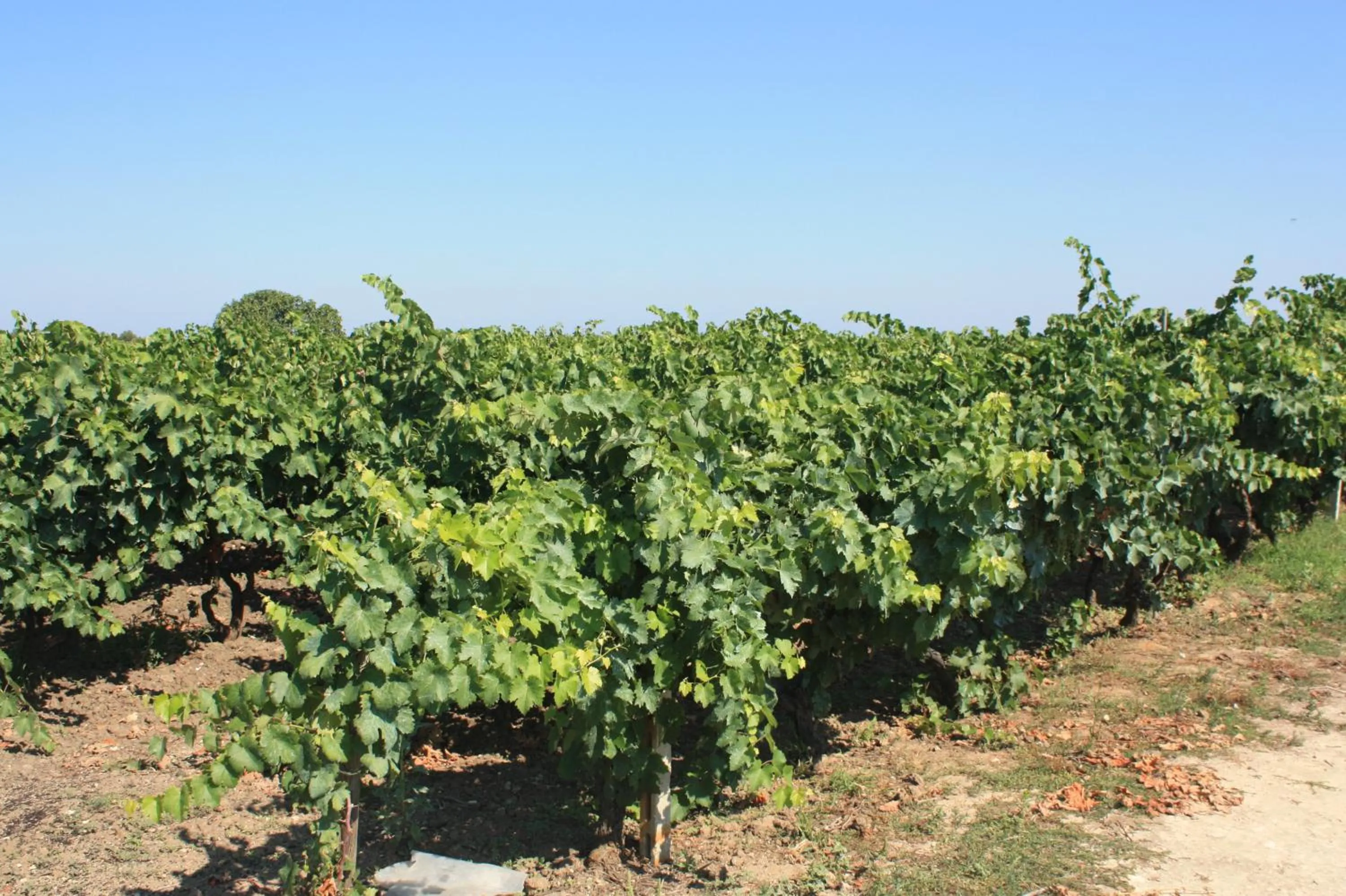 Garden in B&B Terre dì Montecoco