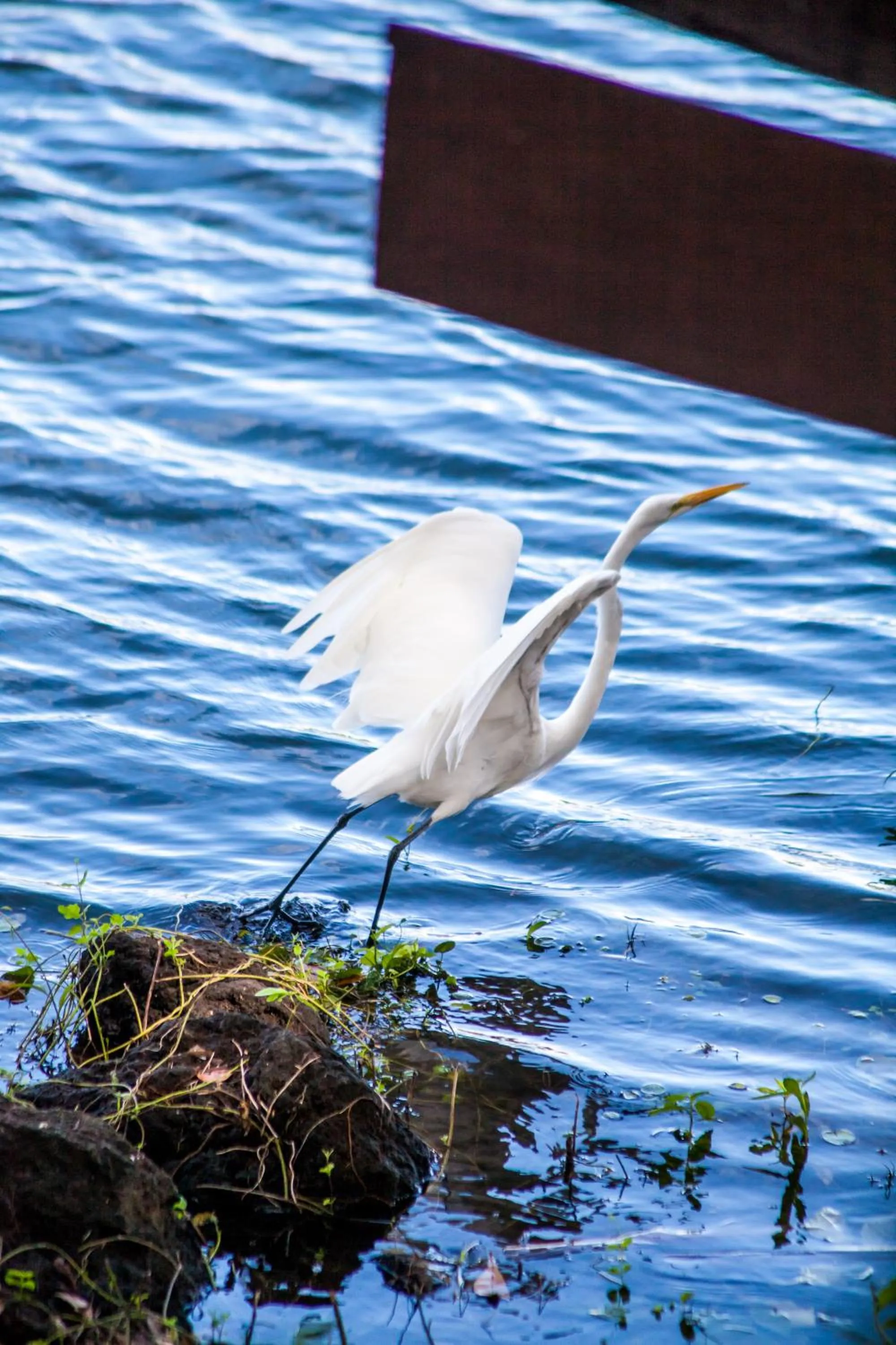 Natural landscape in Jicaro Island Lodge Member of the Cayuga Collection