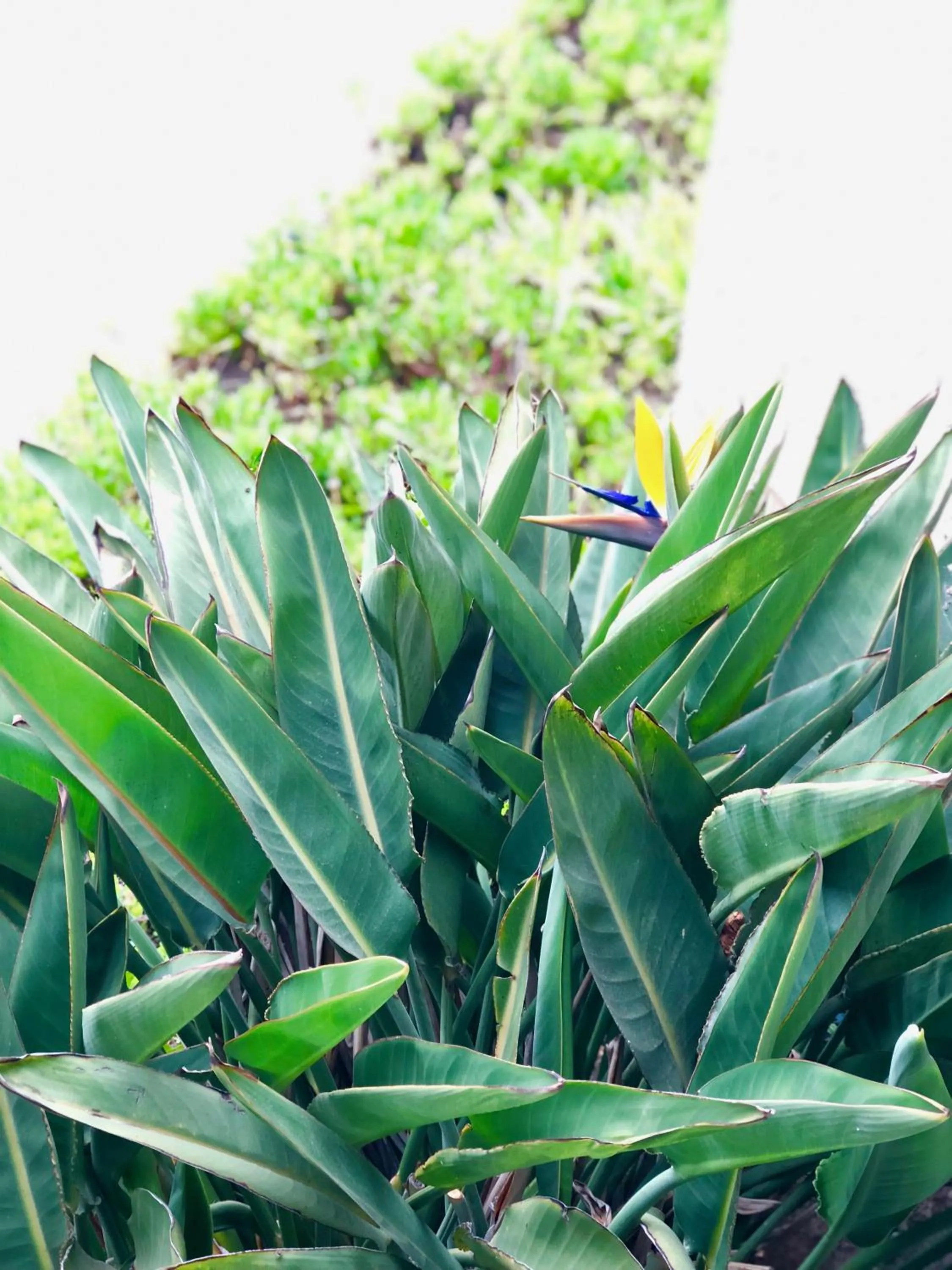 Huntington Beach Inn