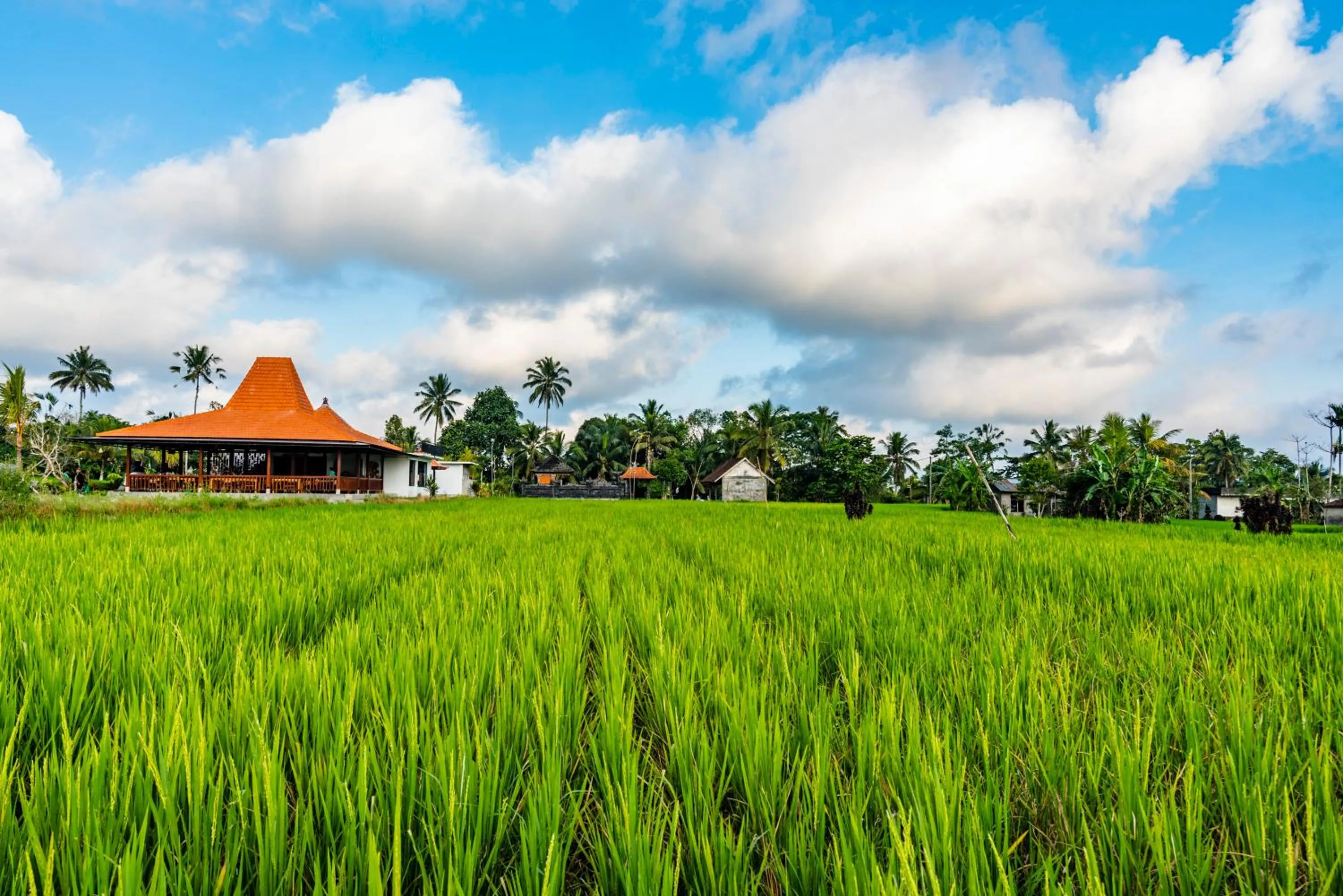 Spring in Akshaya Resort Ubud by Dhananjaya Hospitality