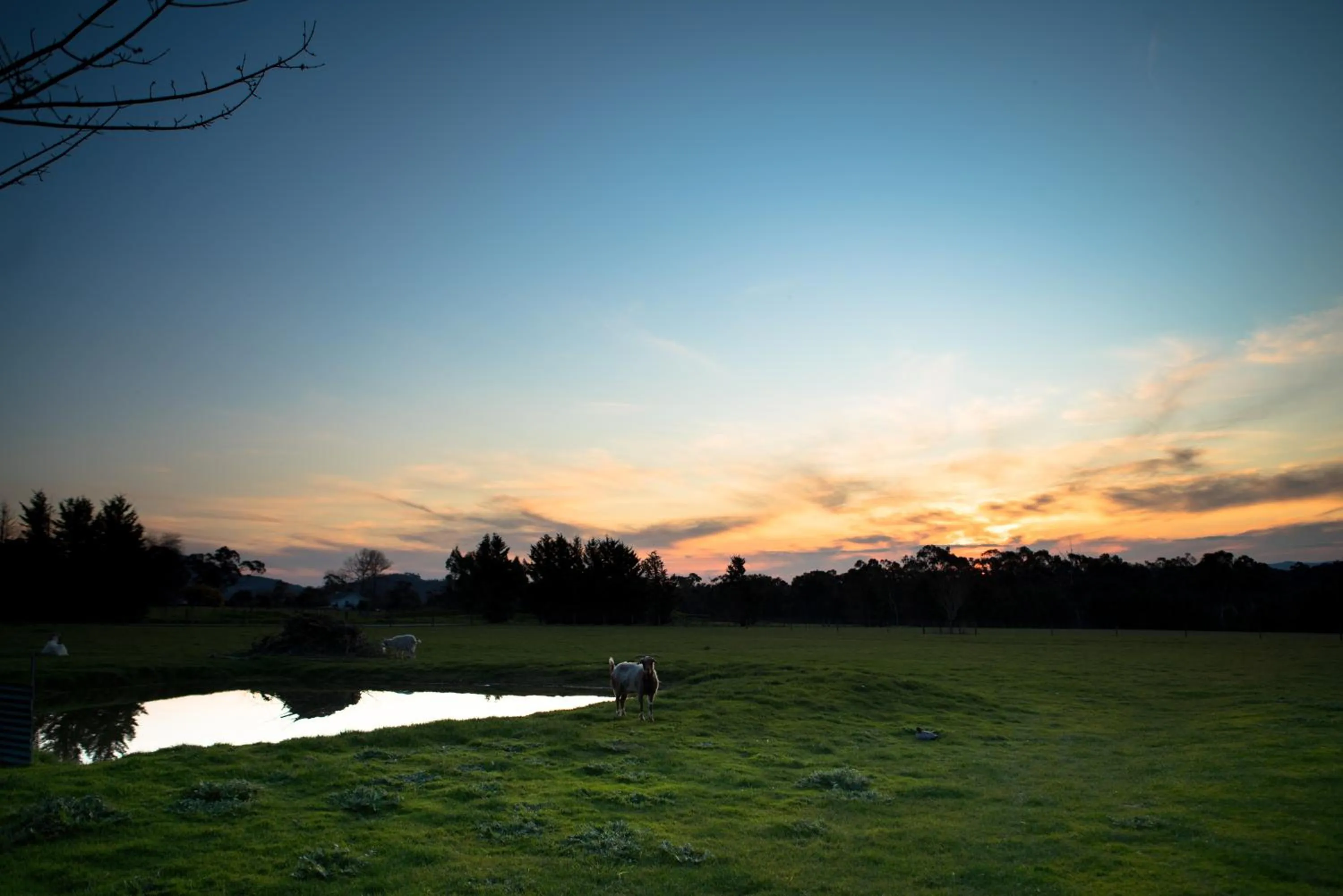 Animals in Sanctuary Park Cottages